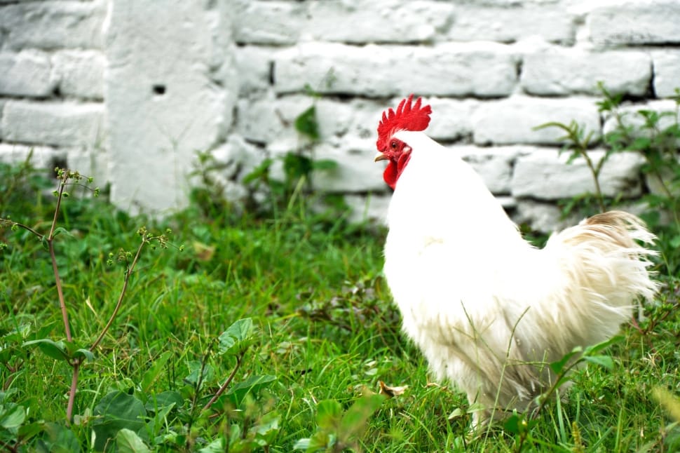 White Chicken Preview - Chicken Farm Wallpaper Hd - HD Wallpaper 