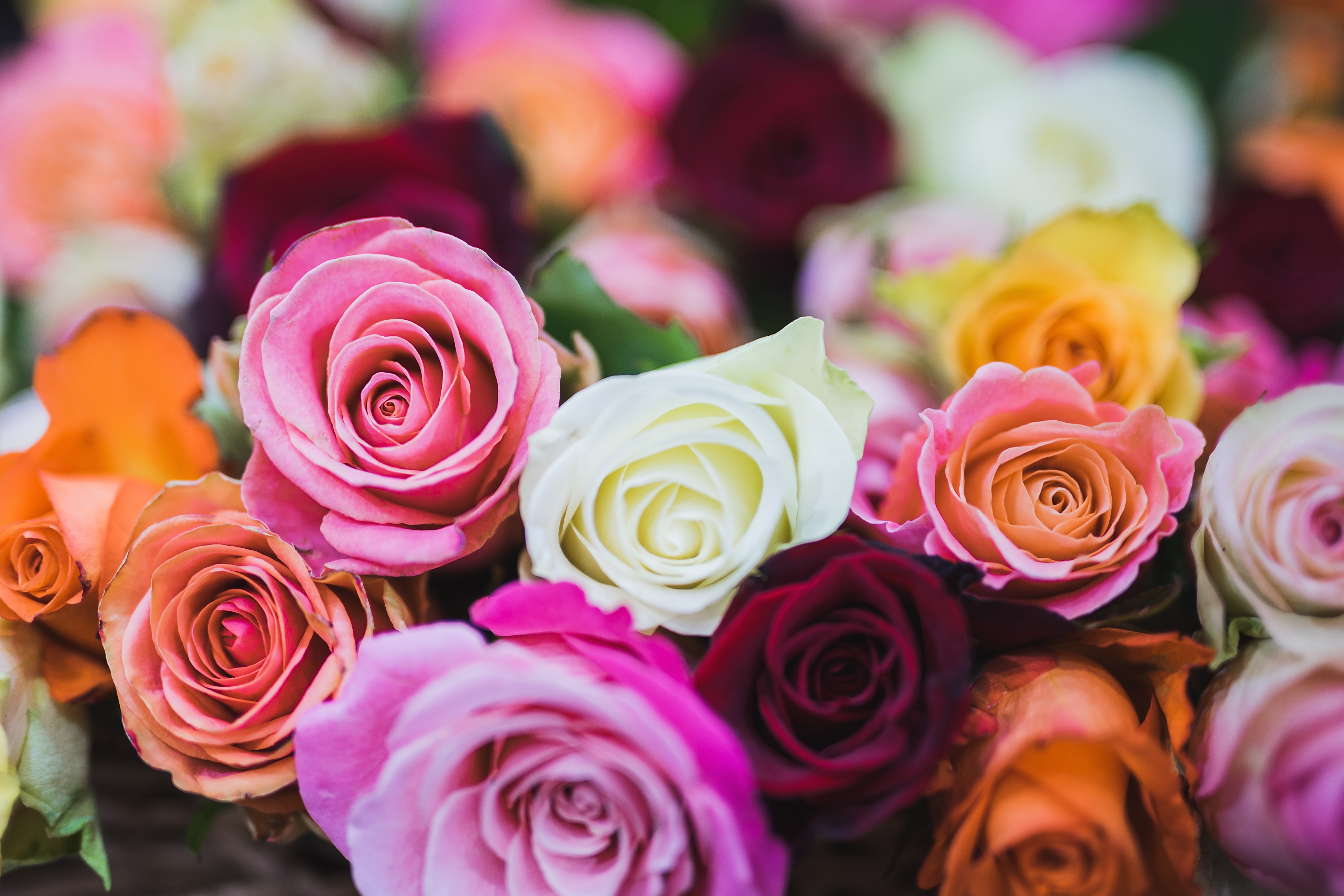 Rose Ke Wallpaper - HD Wallpaper 