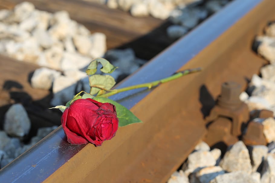 Red Rose, Railway, Love Asleep, Lost Love, Touching, - Garden Roses - HD Wallpaper 