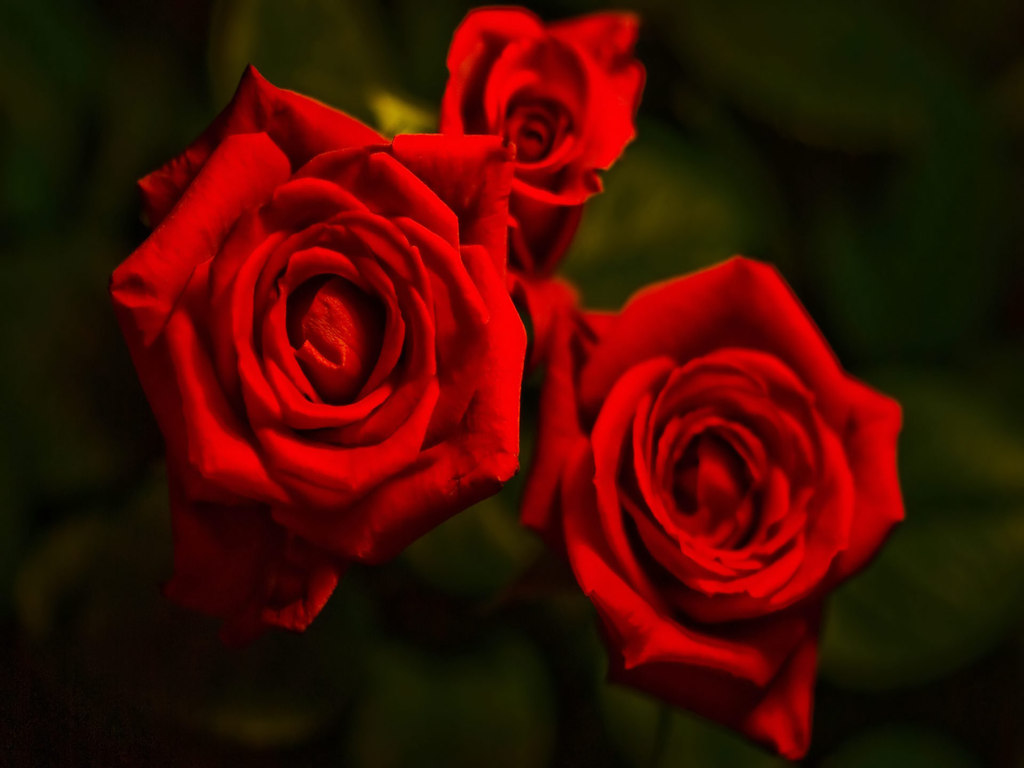 Red Rose Desktop Wallpapers Group - Most Beautiful Red Roses - HD Wallpaper 
