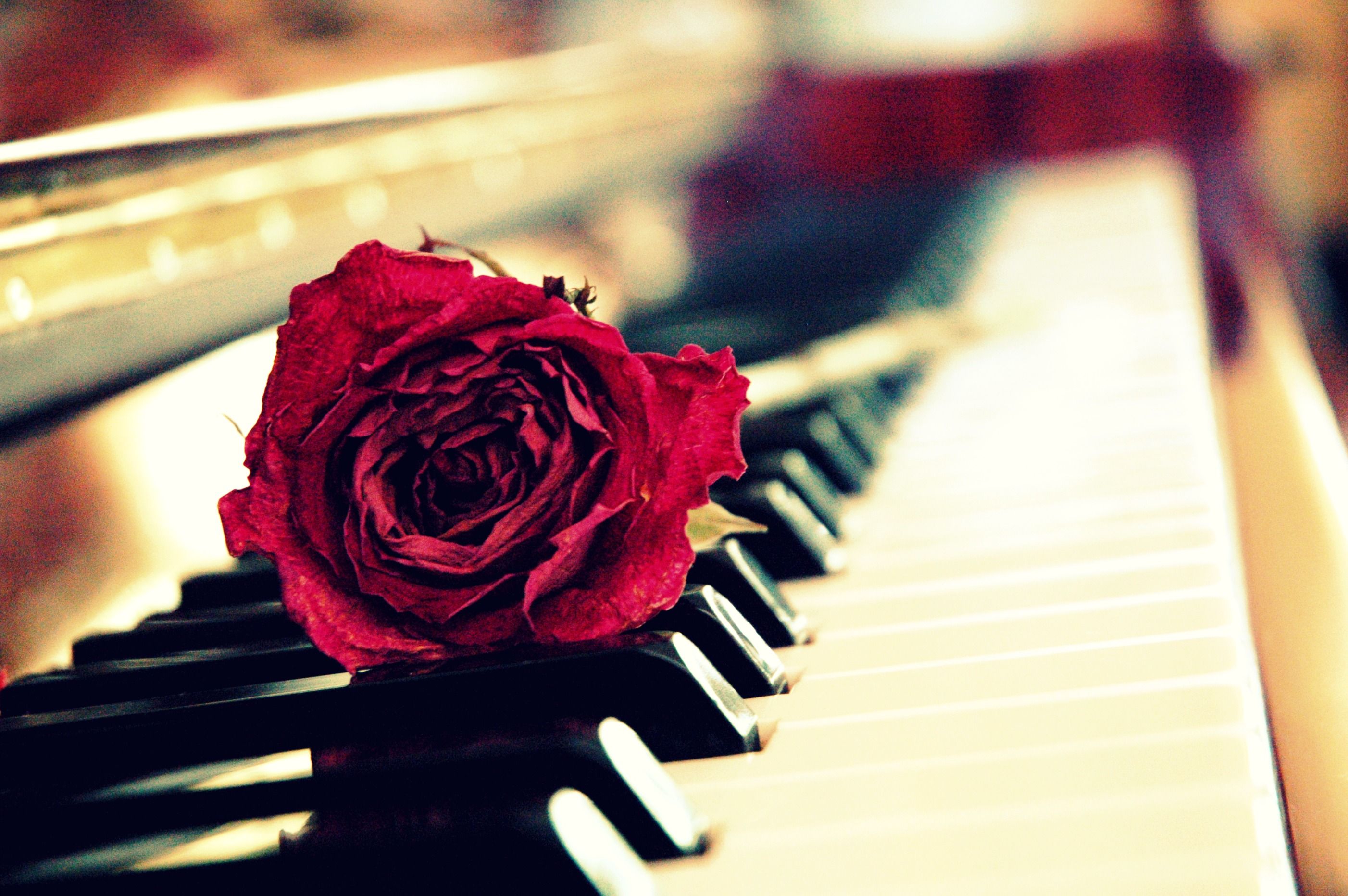 Piano Wallpapers Hd - Piano With A Rose - HD Wallpaper 