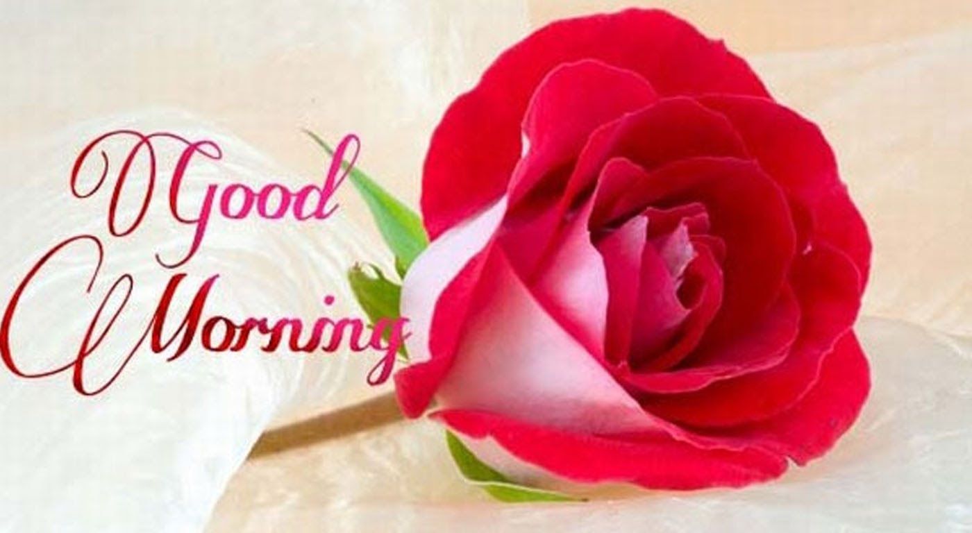 Rose Day Good Morning - HD Wallpaper 