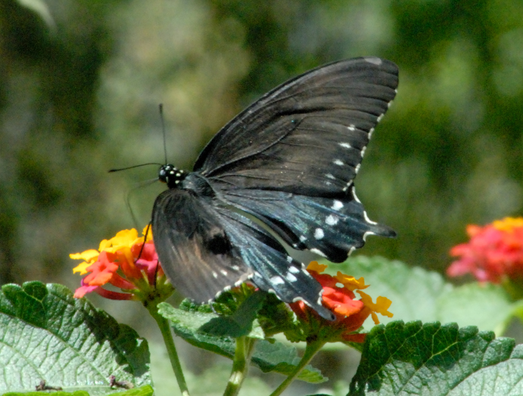 Www Wallpaper Com Wallpapers For Free Download About - Long Does A Butterfly Live - HD Wallpaper 