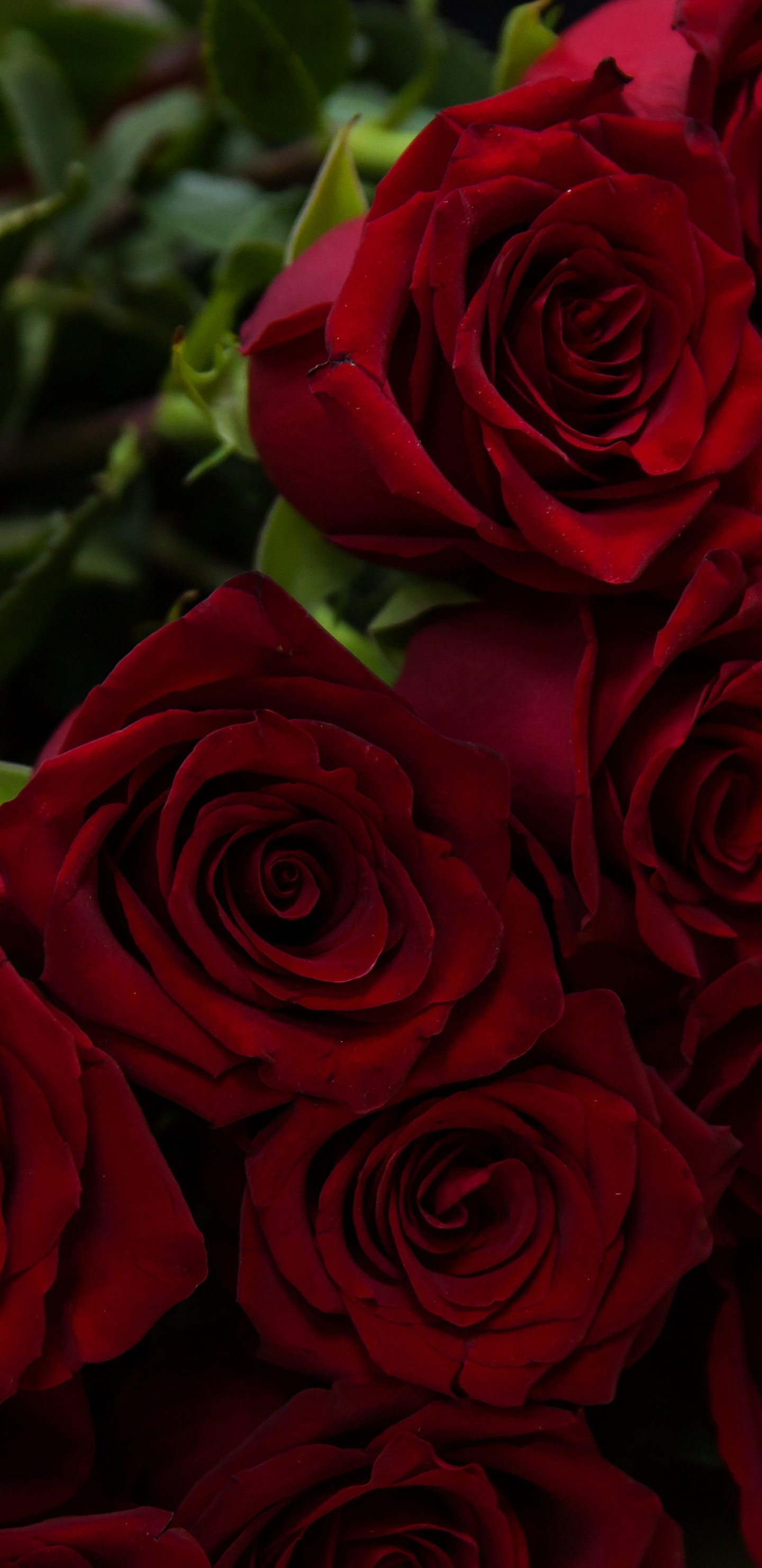 Beautiful, Flowers, Red Roses, Wallpaper - Red Rose - HD Wallpaper 