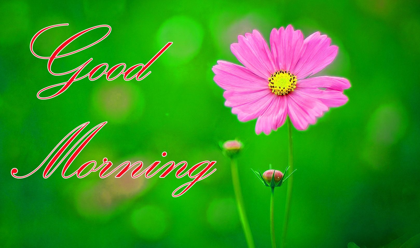 Good Morning Hd Images Download - HD Wallpaper 