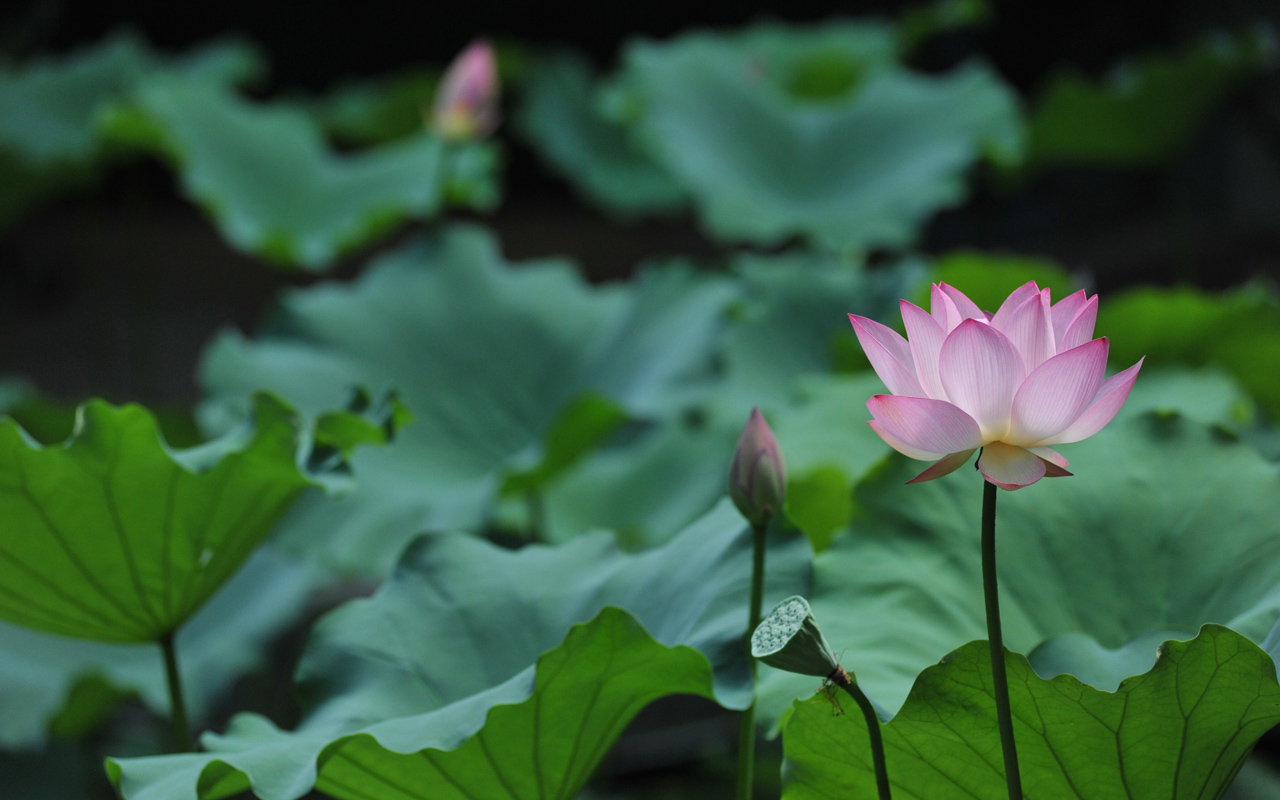 Gallery - HD Wallpaper 