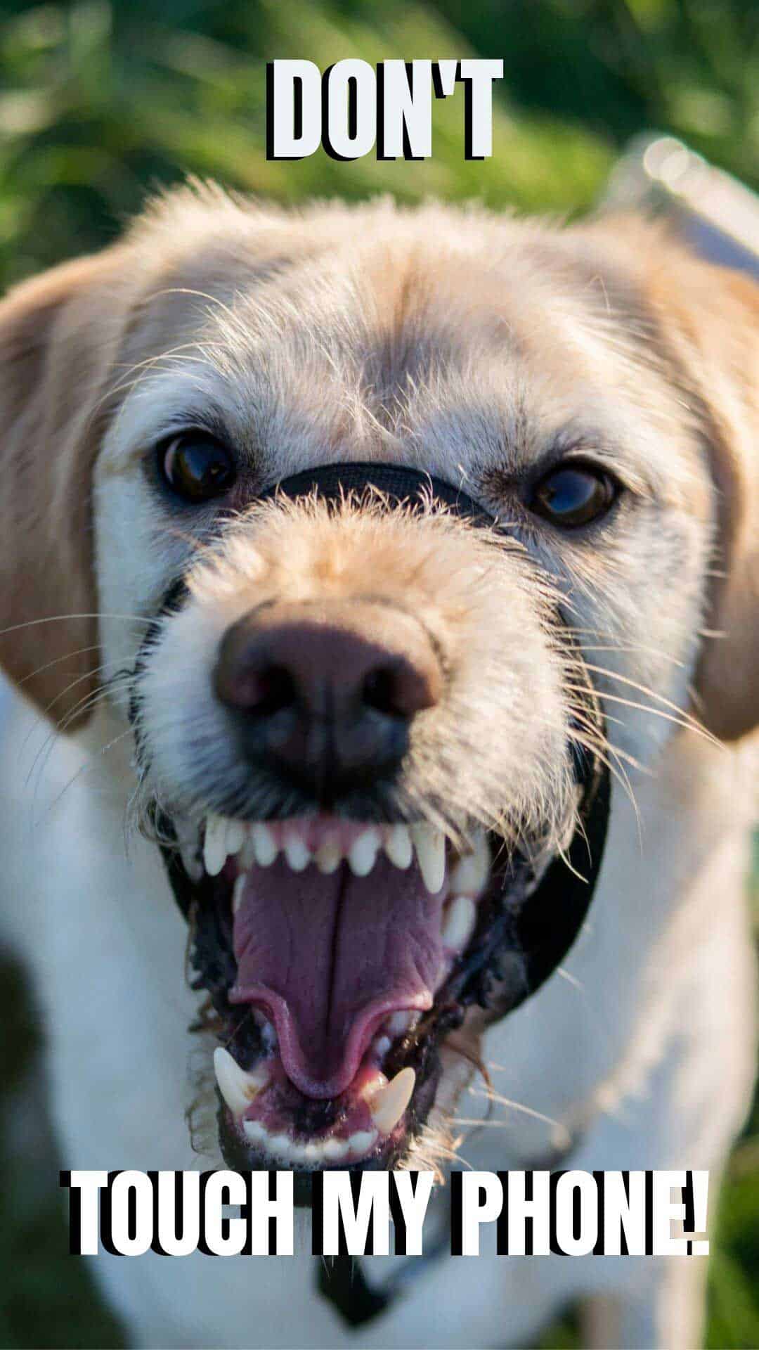 Dont Touch My Phone Wallpaper With A Scary Looking - Dogs Biting - HD Wallpaper 