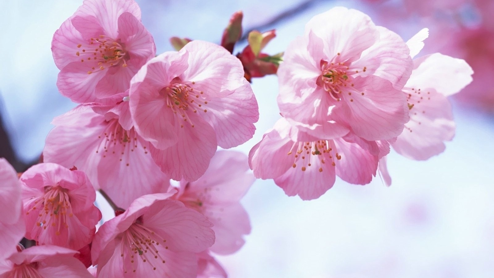 Spring Background Tumblr - Japanese Flower Hd Background - HD Wallpaper 