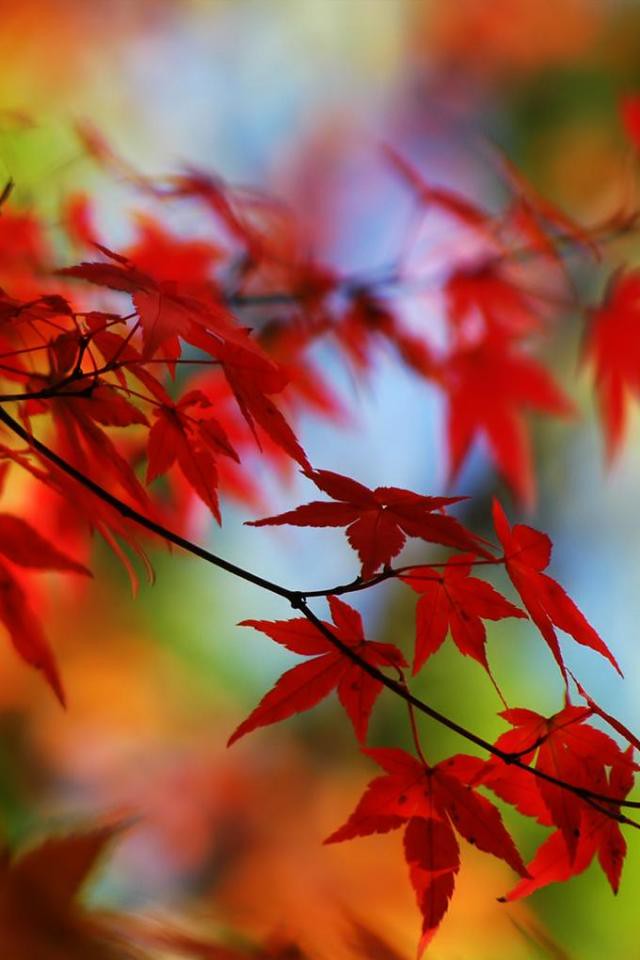 Hd Fall Leaves Wallpaper For Iphone - HD Wallpaper 