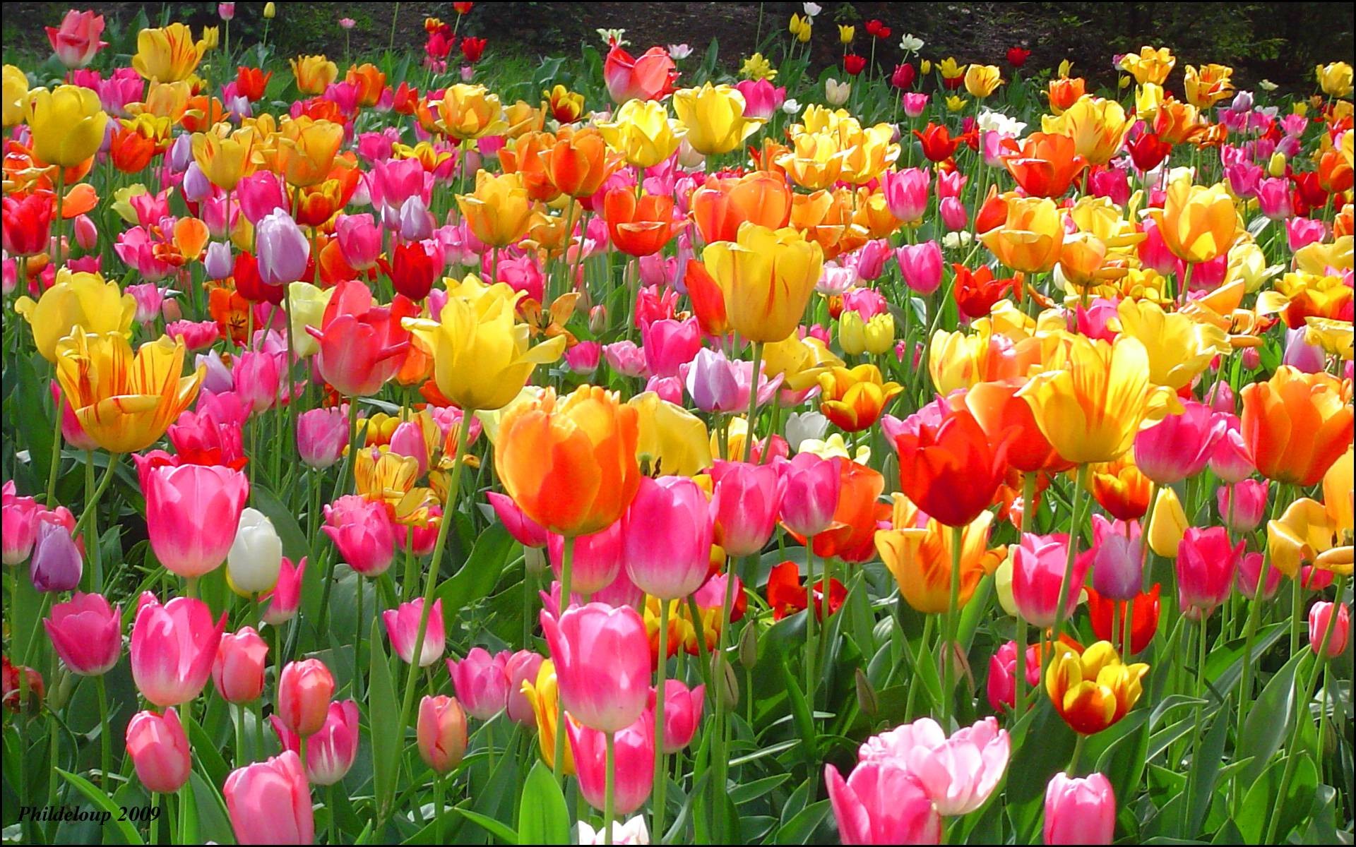 Tulip Wallpaper Backgrounds - Flowers Garden Images Hd - HD Wallpaper 