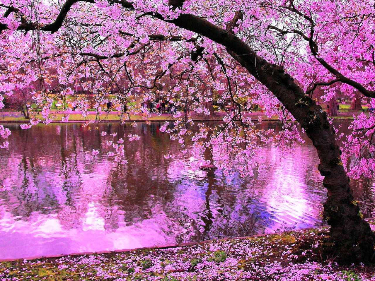 3d Wallpaper, Nature Wallpaper, Wallpaper Photo, Desktop - Fond D Ecran Sakura - HD Wallpaper 