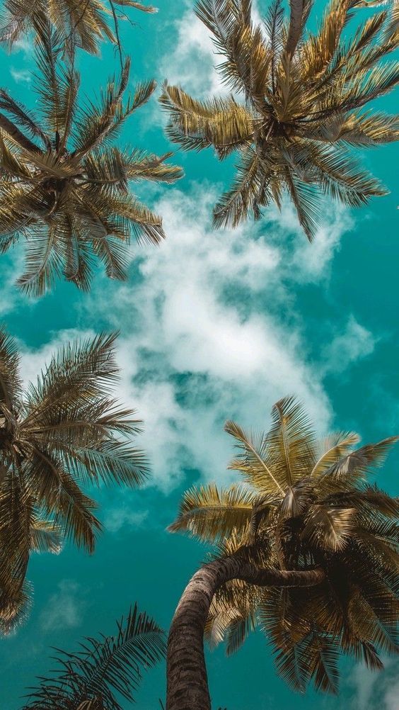 Iphone Wallpapers, Summer Wallpapers, Wallpaper Iphone - Most Popular Wallpaper 2019 - 564x1002 Wallpaper Iphone Wallpapers, Summer Wallpapers, Wallpaper Iphone - Most Popular Wallpaper 2019 - 564x1002 Wallpaper