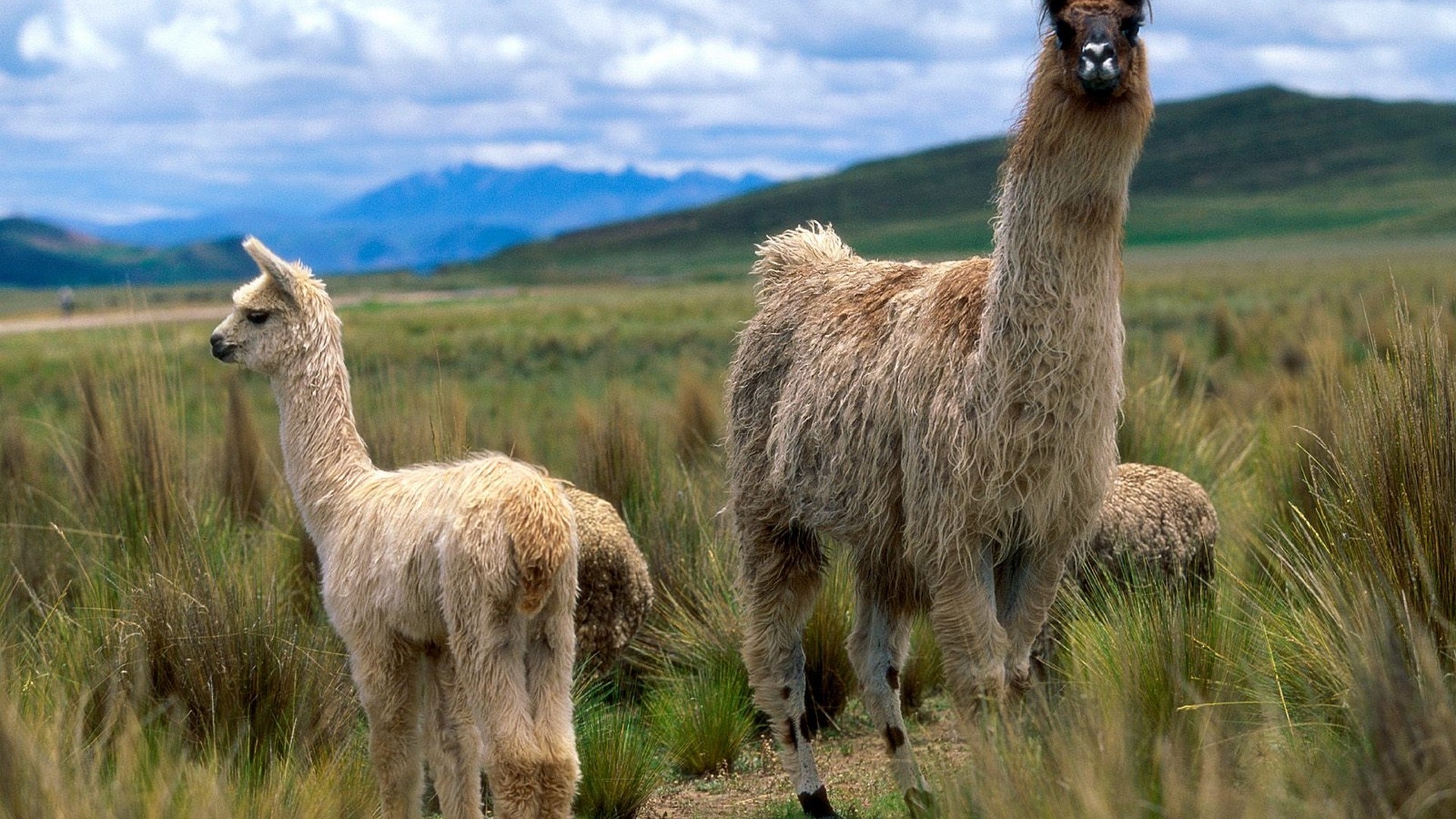 Llamas Animal Hd - HD Wallpaper 