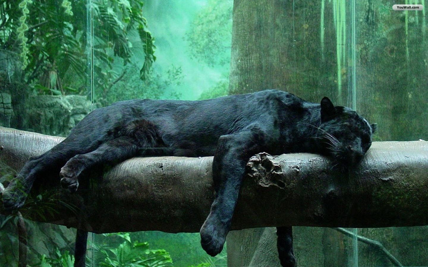 Black Jaguar - HD Wallpaper 