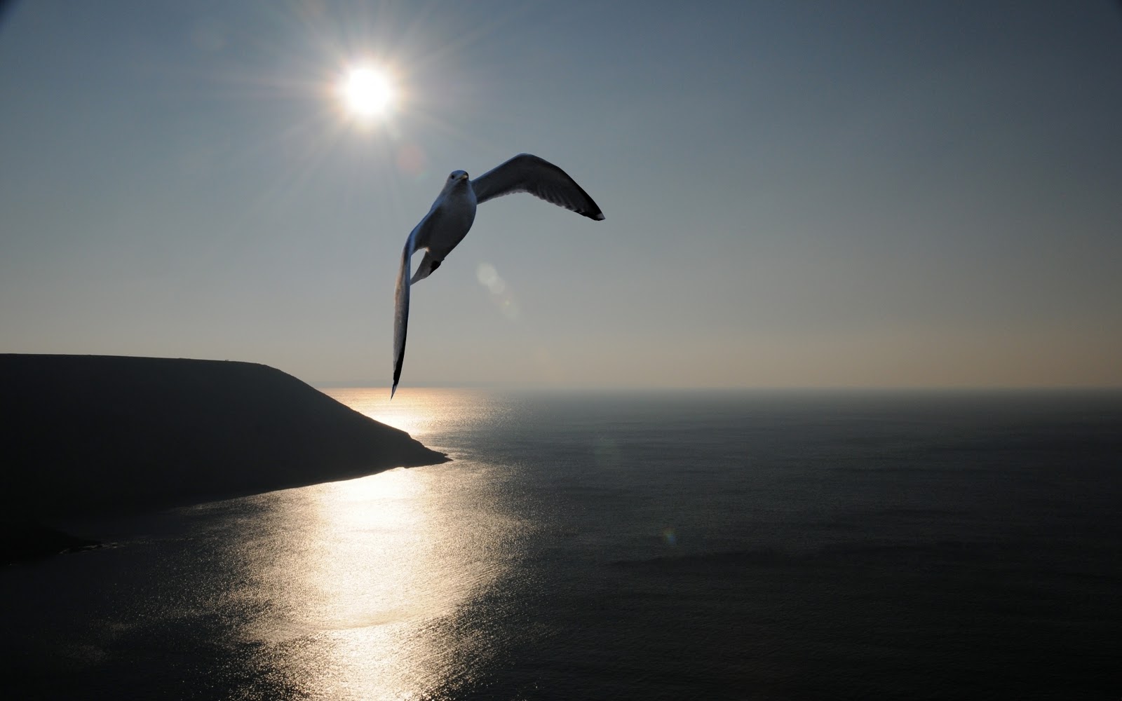 Hd Seagull - HD Wallpaper 