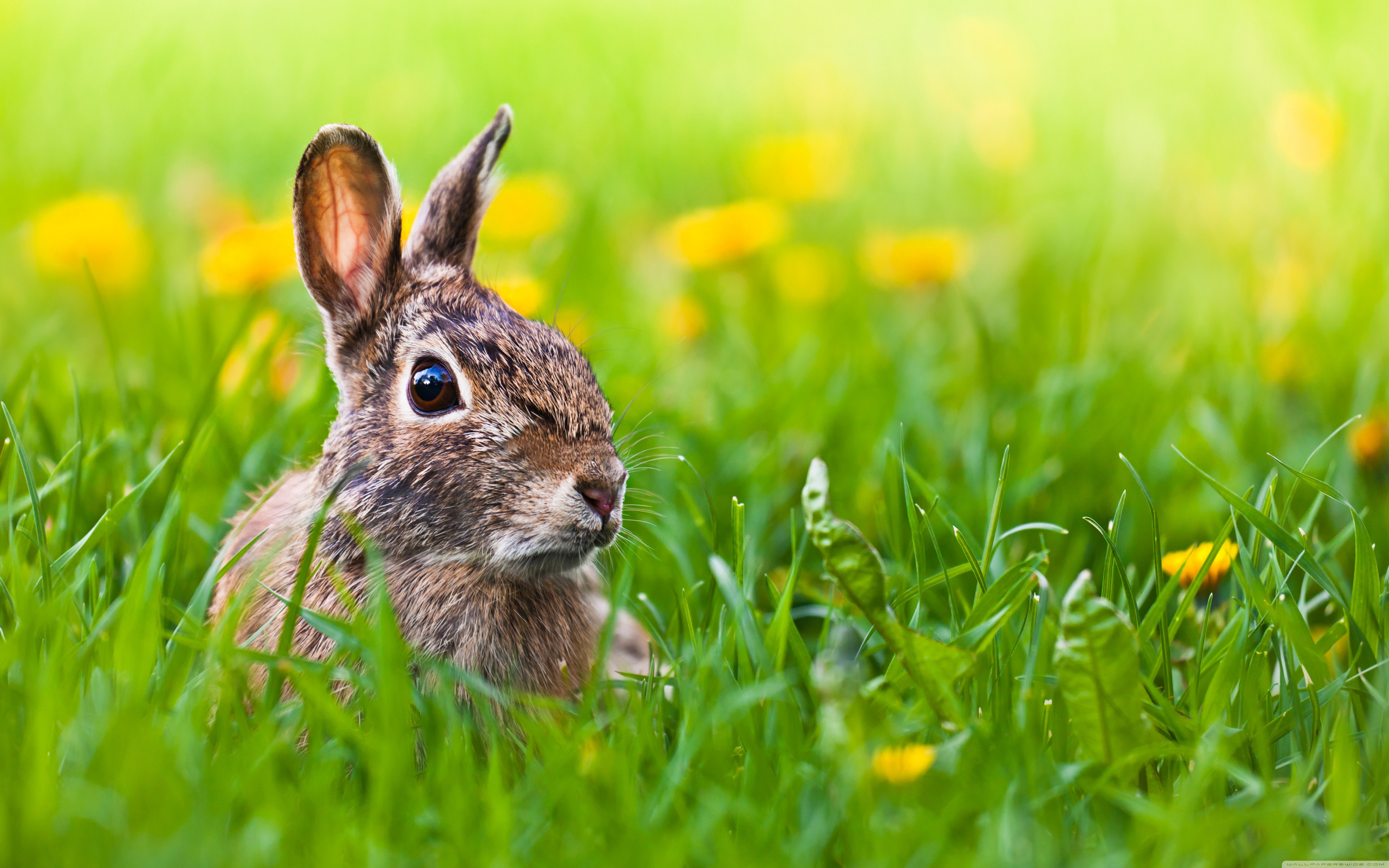 Bunny In The Grass - HD Wallpaper 