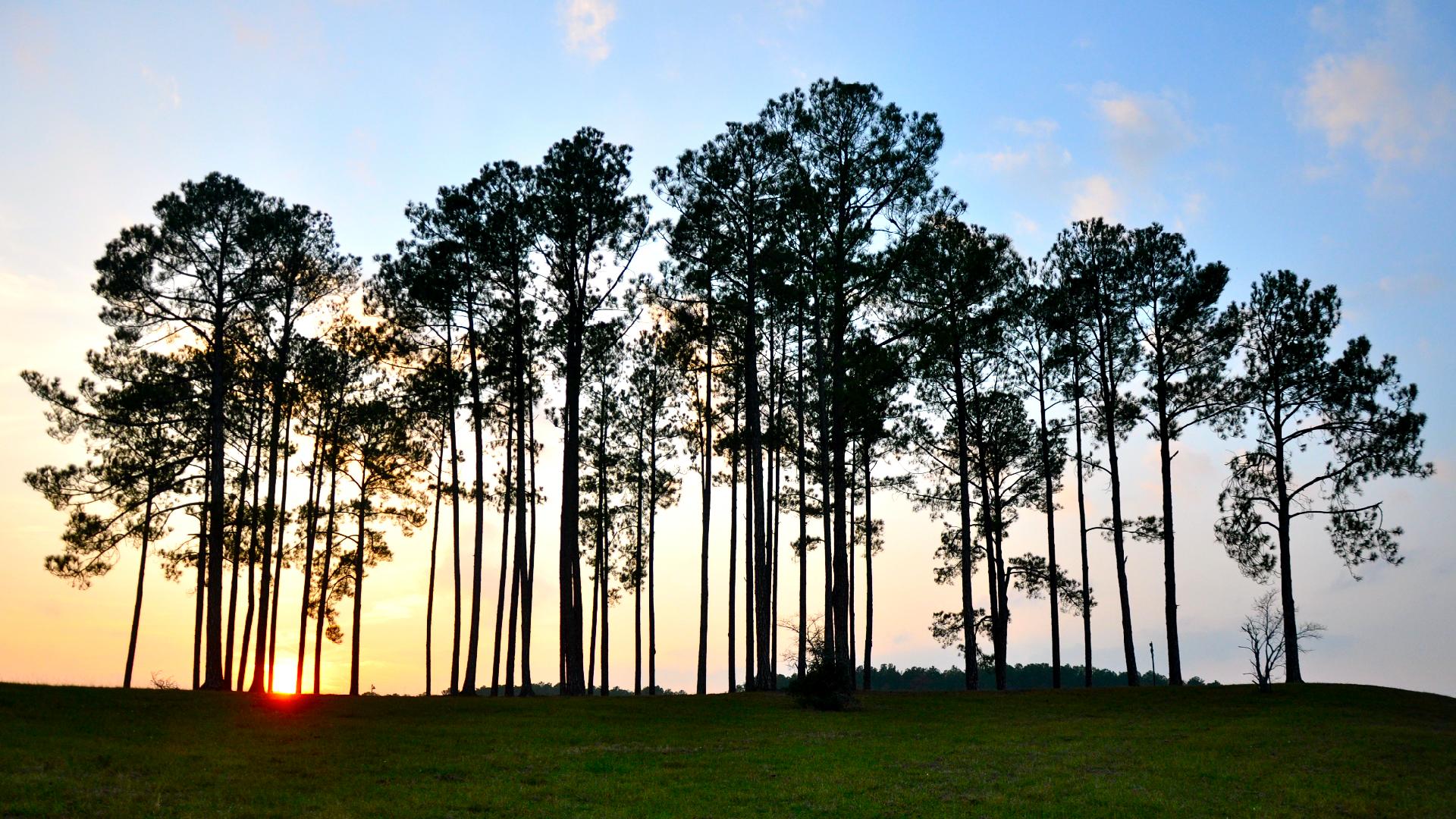 Wallpaper - HD Wallpaper 