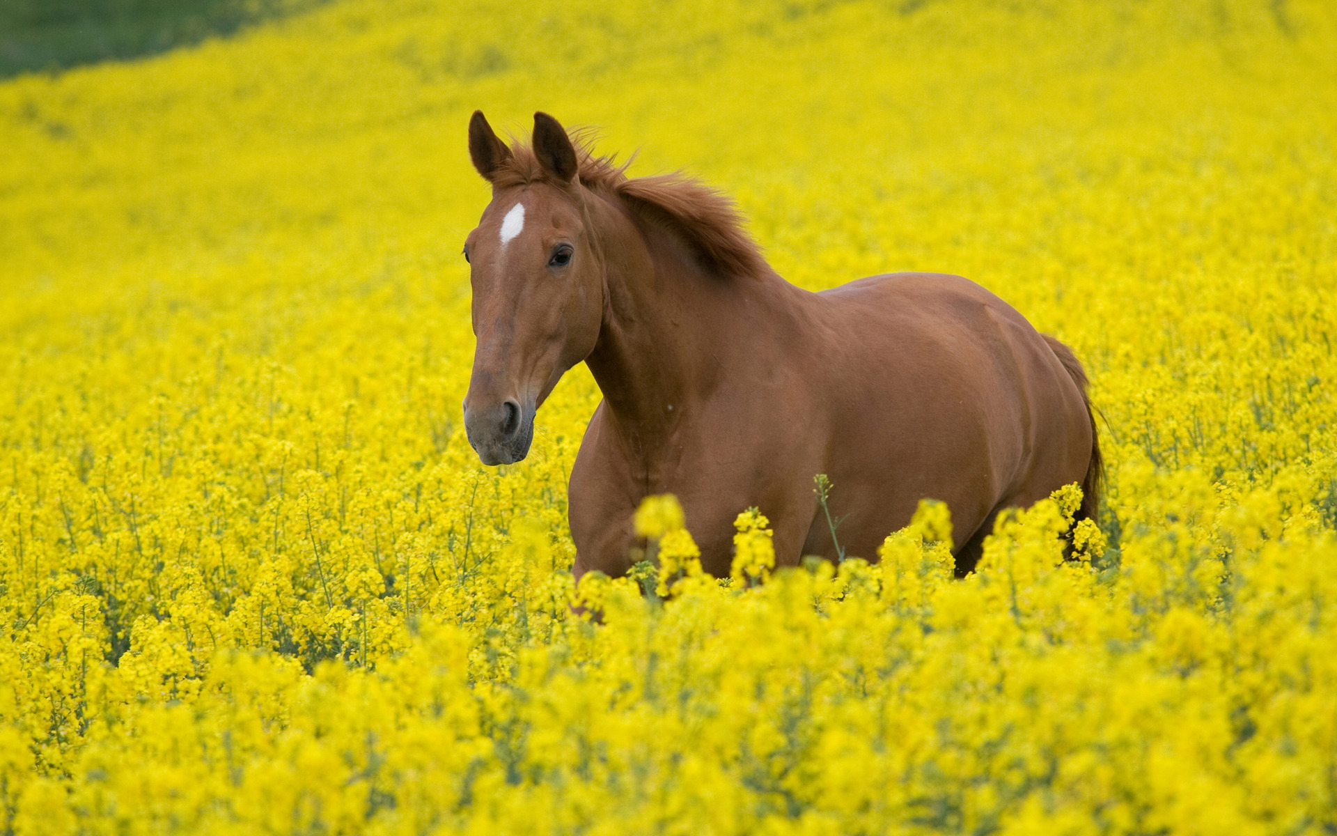 Very Nice Wallpapers Wallpaper - Horse In A Flower Field - HD Wallpaper 