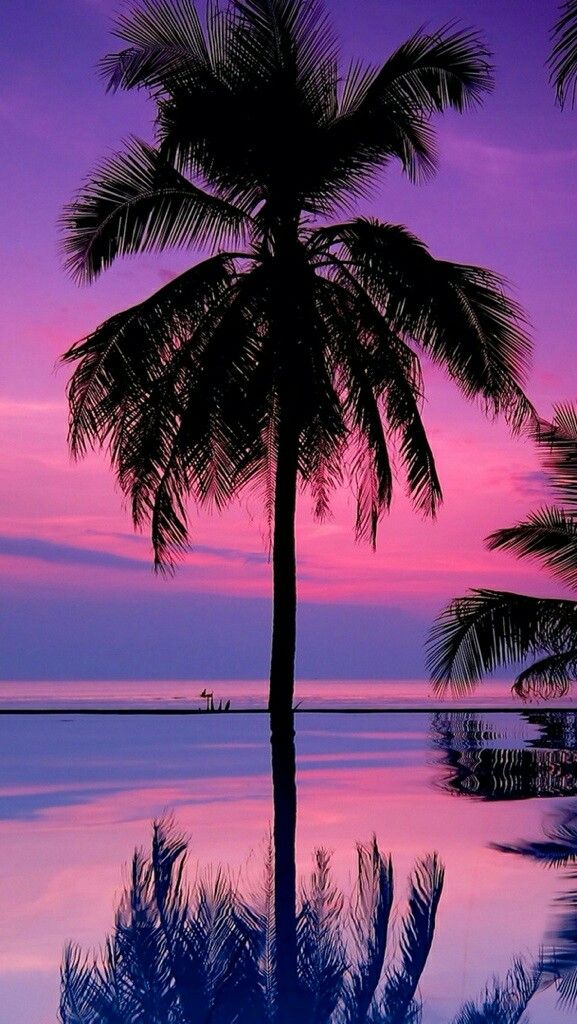 Iphone Background Palm Trees - HD Wallpaper 