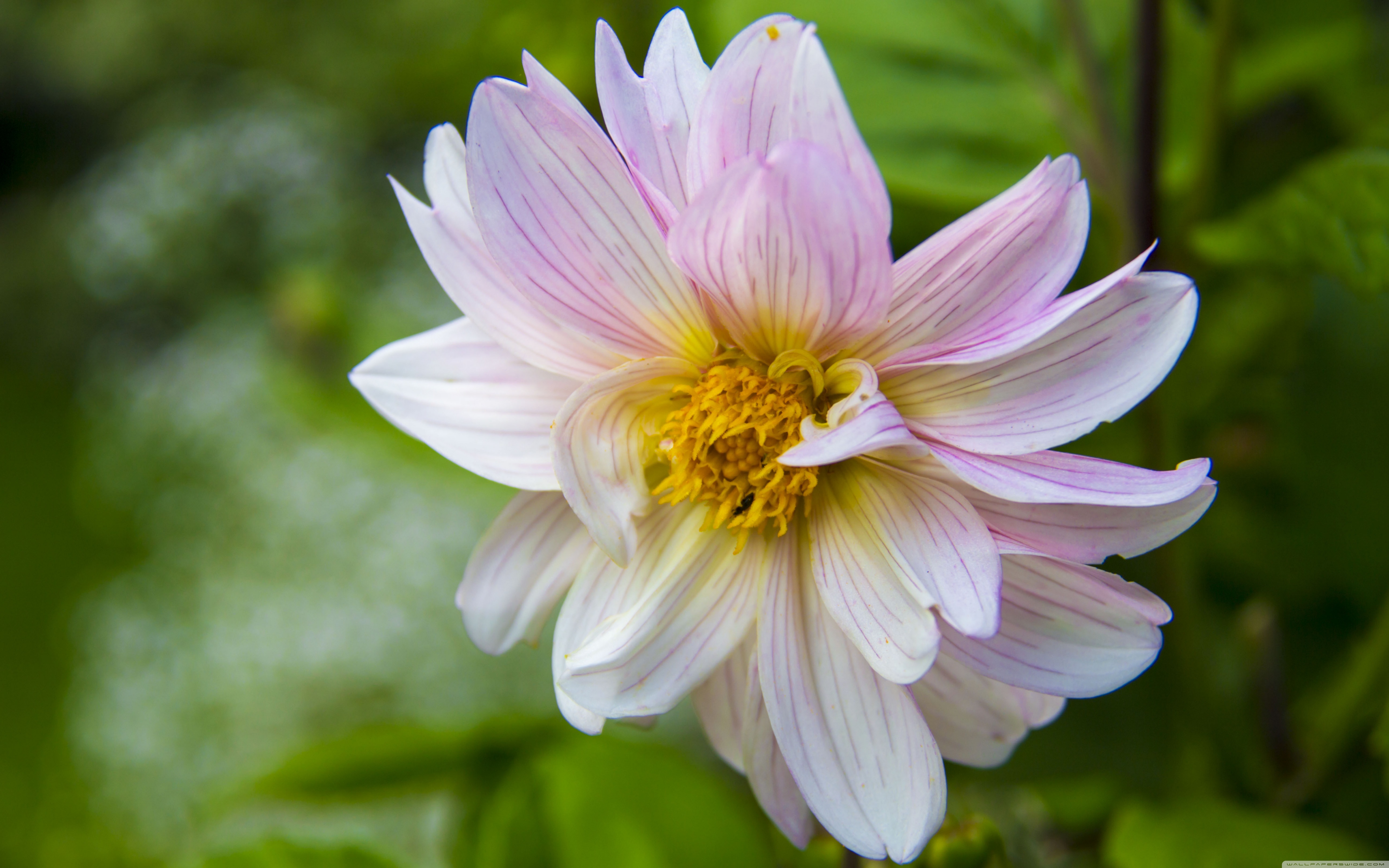 Wallpaper - HD Wallpaper 