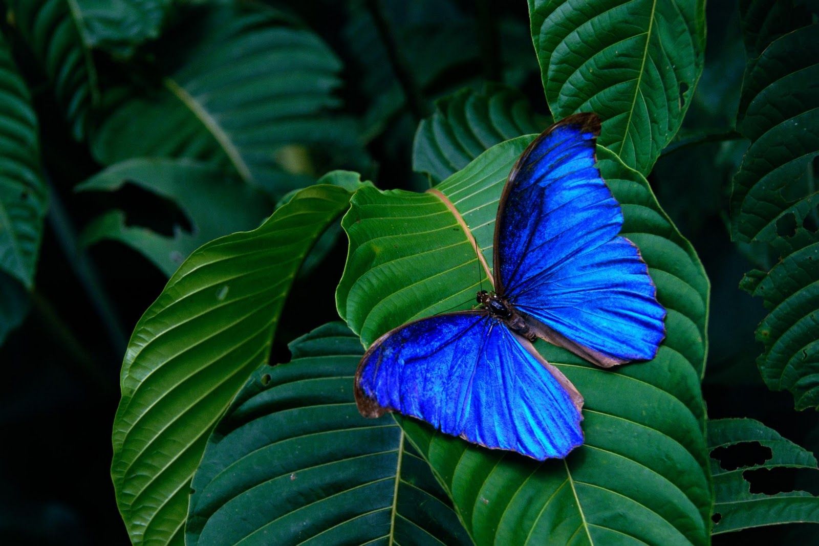 Nice Wallpapers Download - Blue Butterfly On Leaves - HD Wallpaper 