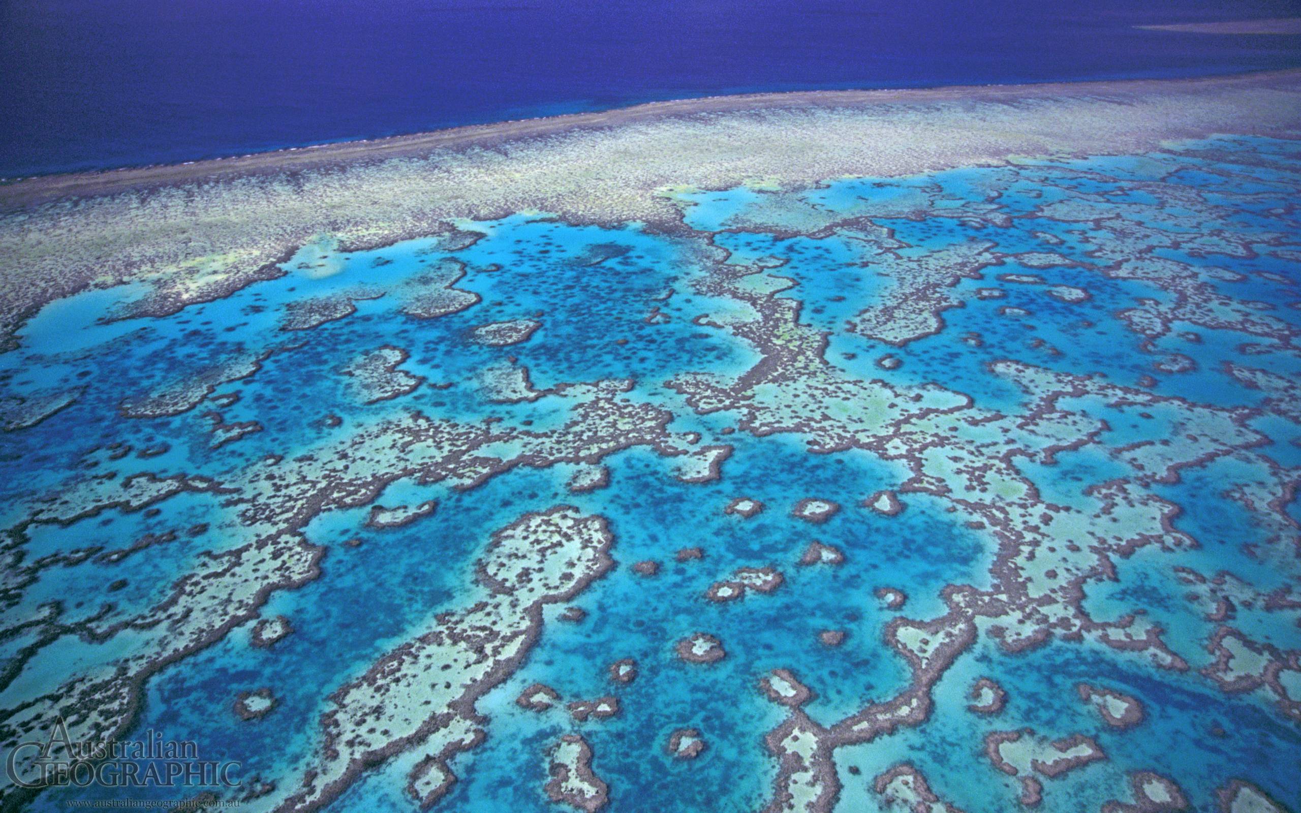 40 Great Barrier Reef Wallpapers, Hd Quality Great - Great Barrier Reef Wallpaper Hd - HD Wallpaper 