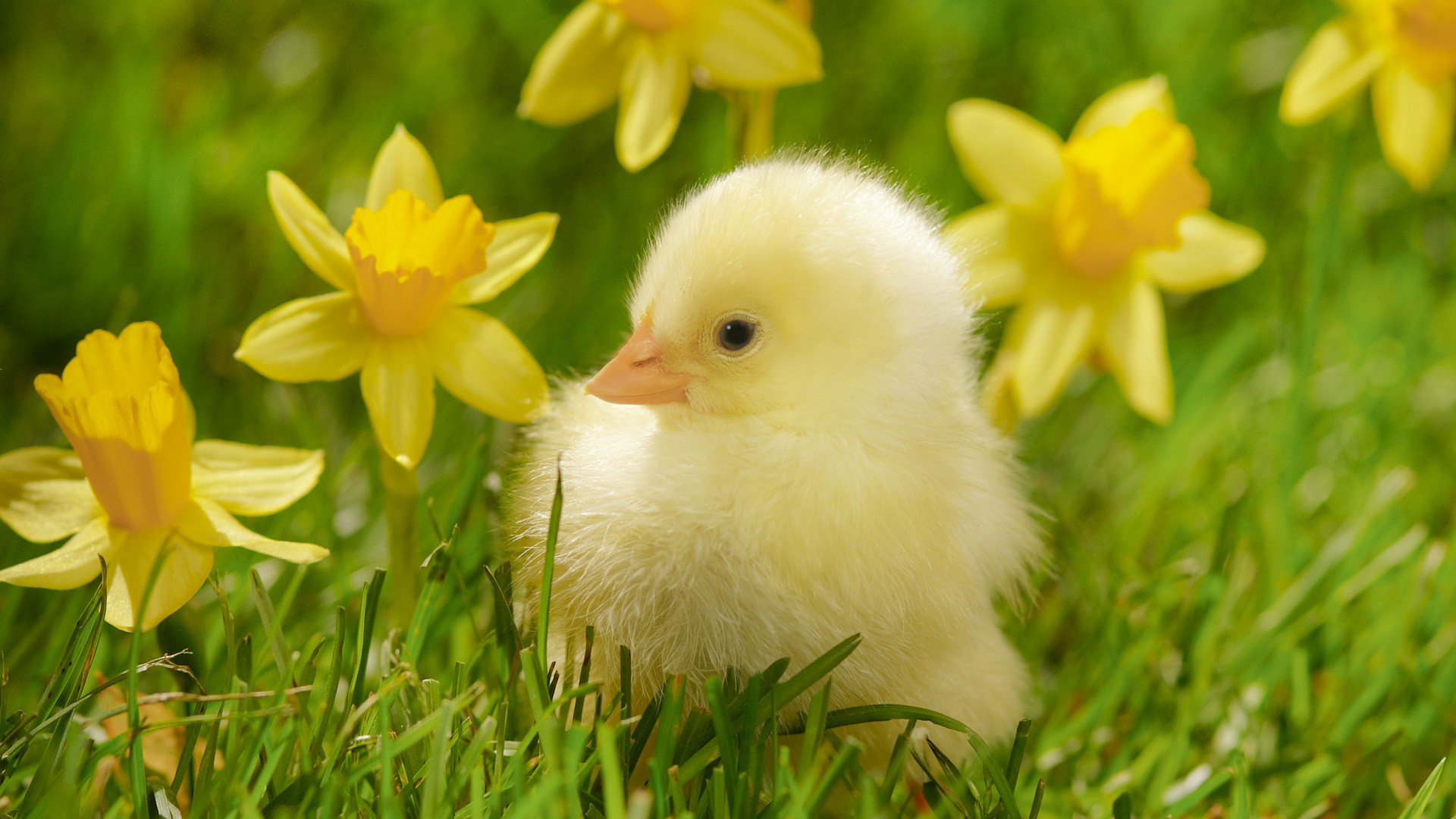 Birds Grass Spring Chickens Daffodils Yellow Flowers - Cute Baby Animals - HD Wallpaper 