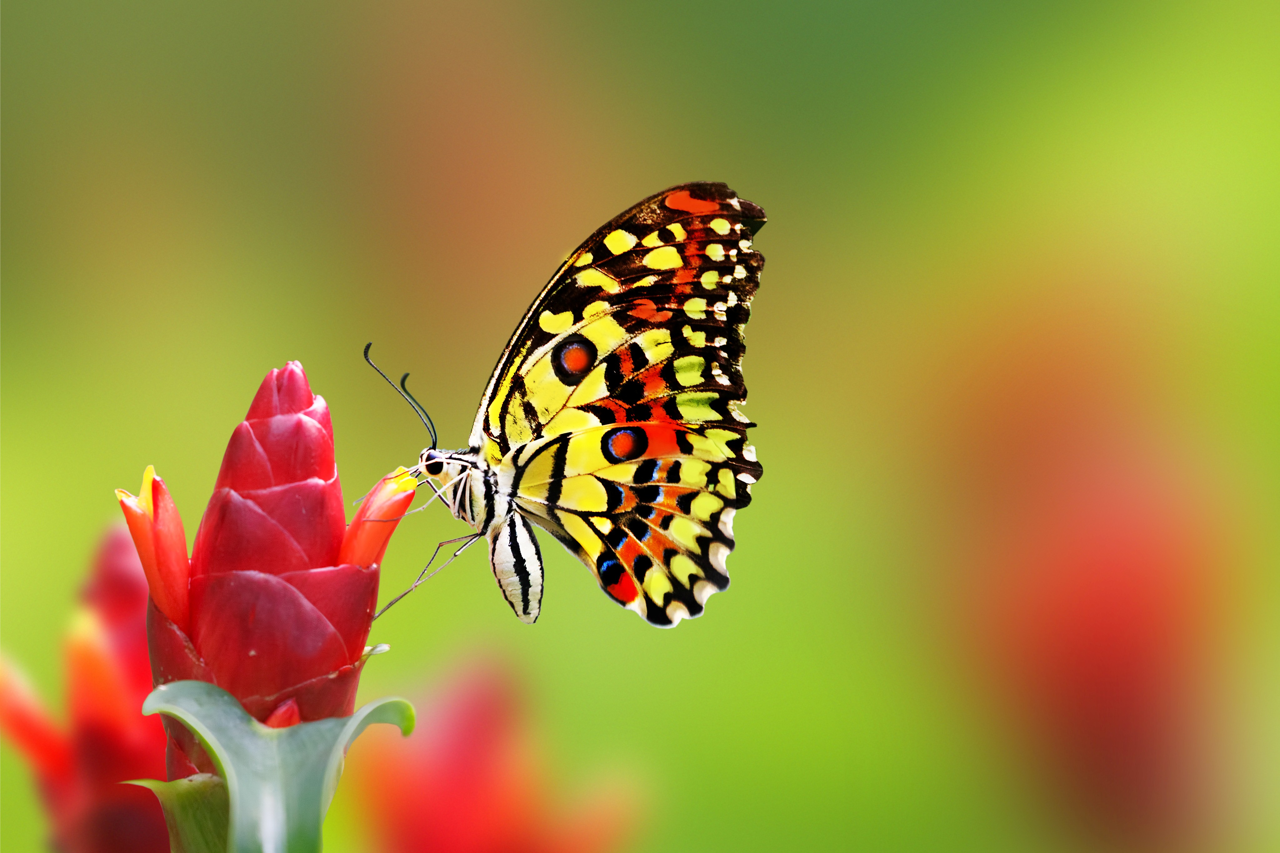Nice Butterfly On Flower Hd Wallpaper - Butterfly Hd - HD Wallpaper 