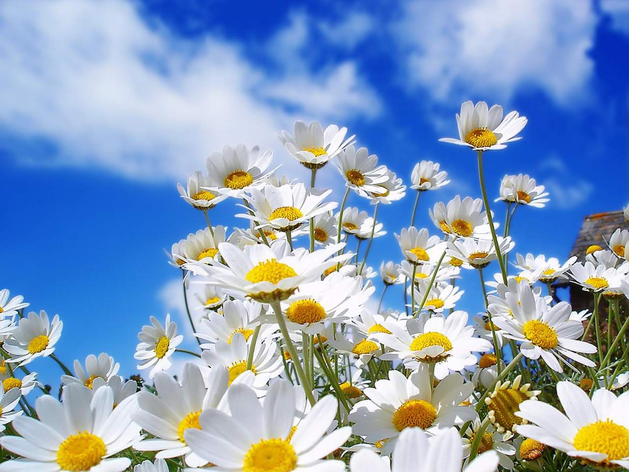 23 Beautiful Free Spring Wallpapers To Bring You Joy - Sunny Day - HD Wallpaper 