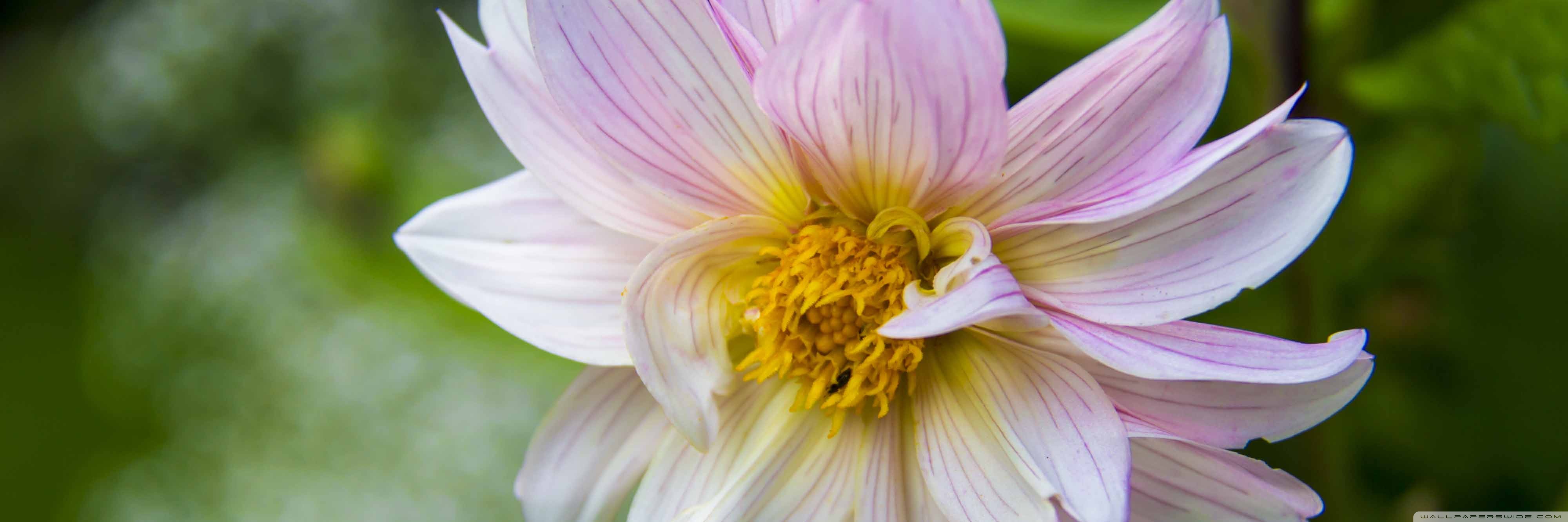 Wallpaper - HD Wallpaper 