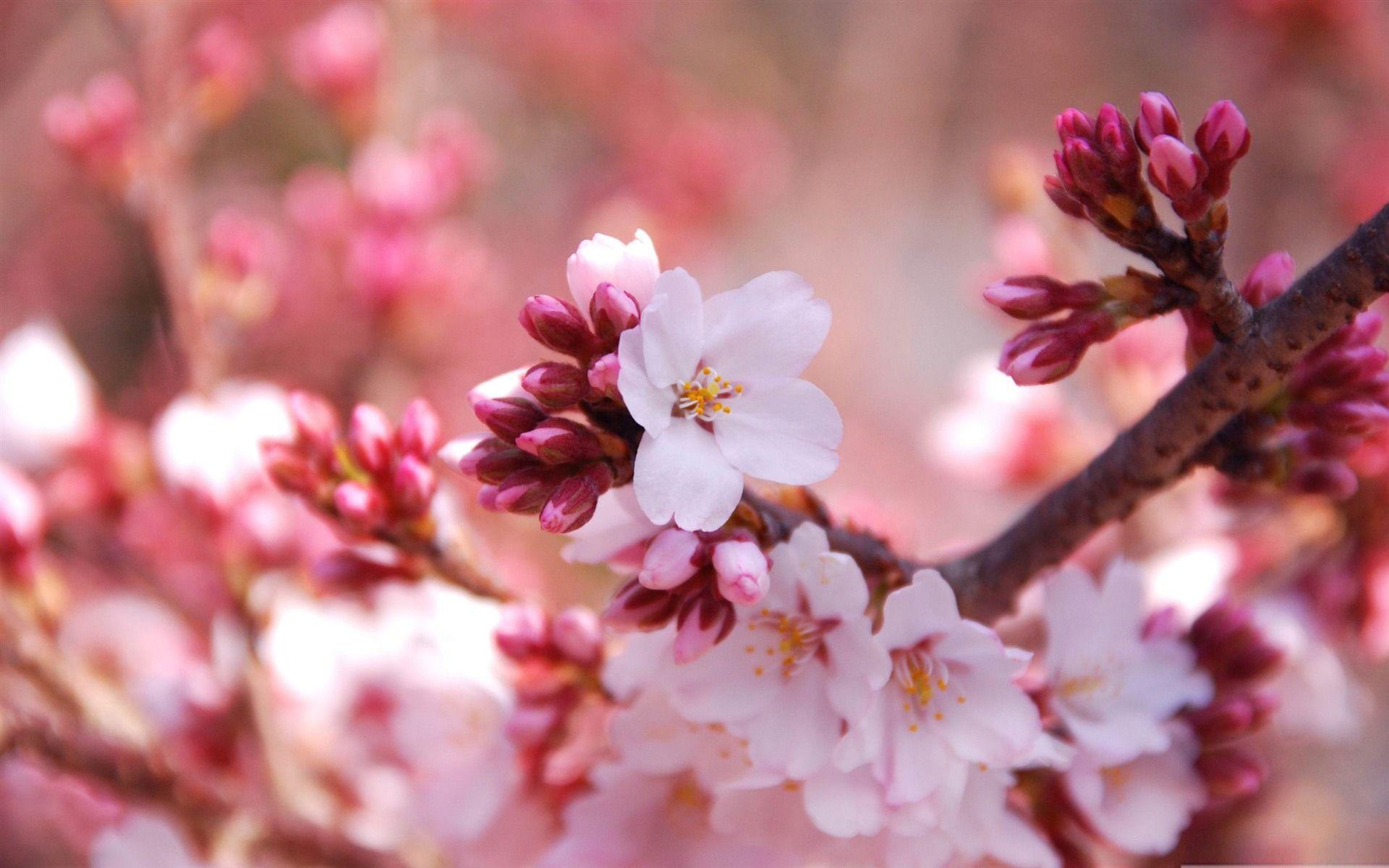 Desktop Wallpapers For Spring - Hd Desktop Wallpapers Cherry Blossoms - HD Wallpaper 