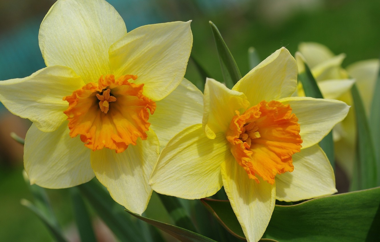 Photo Wallpaper Flowers, Very, Beautiful - Daffodil - HD Wallpaper 