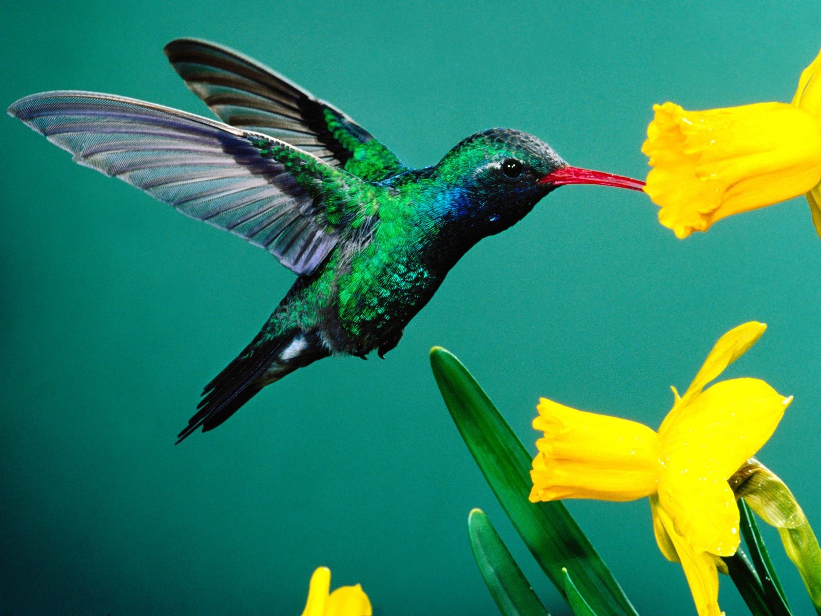 Very Nice Small Humming Bird Near Yellow Flower Wallpaper - Nice Bird - HD Wallpaper 