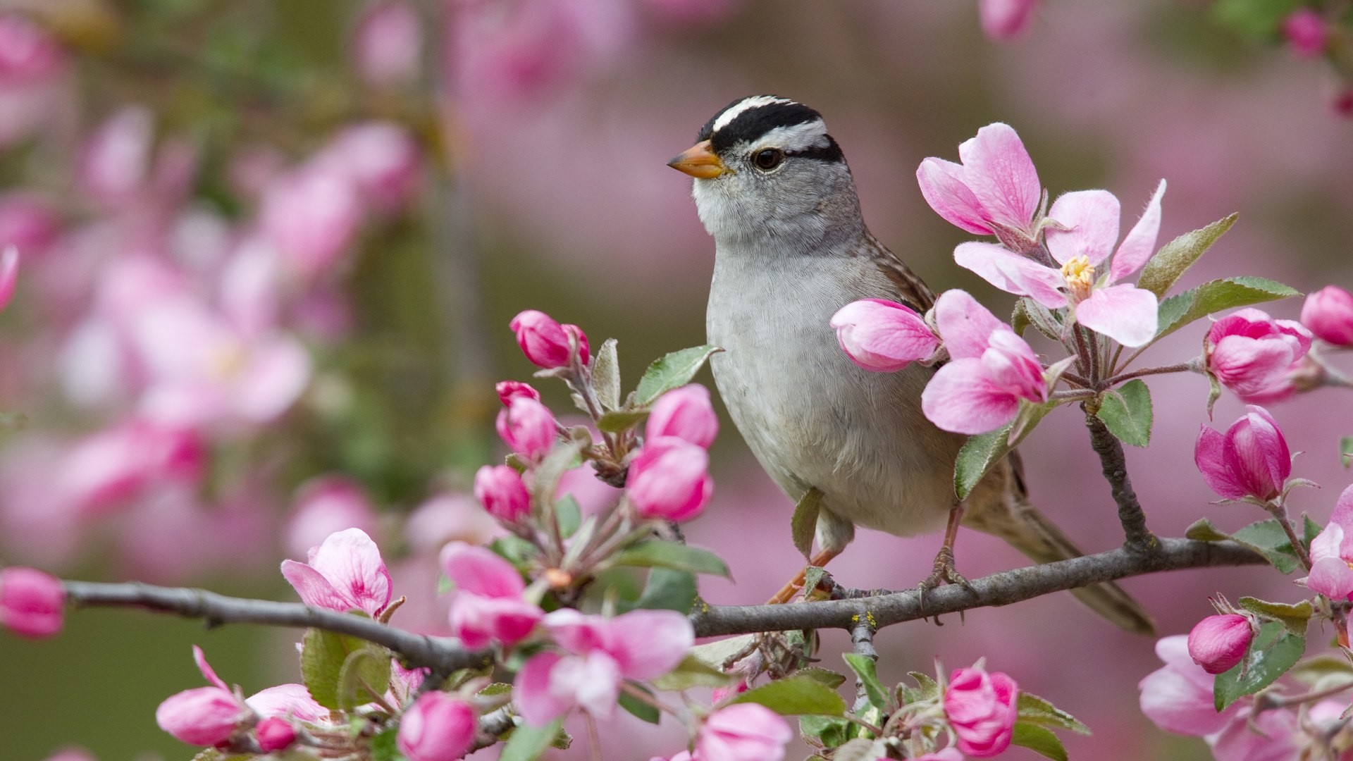 Spring Animal Desktop Backgrounds Hd - Bird On Flower Branch - HD Wallpaper 