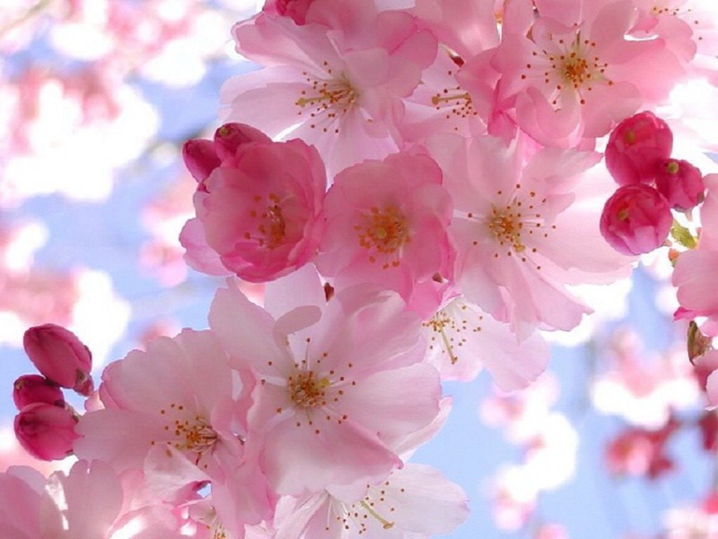 Screen Saver For Pc - 1024x768 Wallpaper - teahub.io