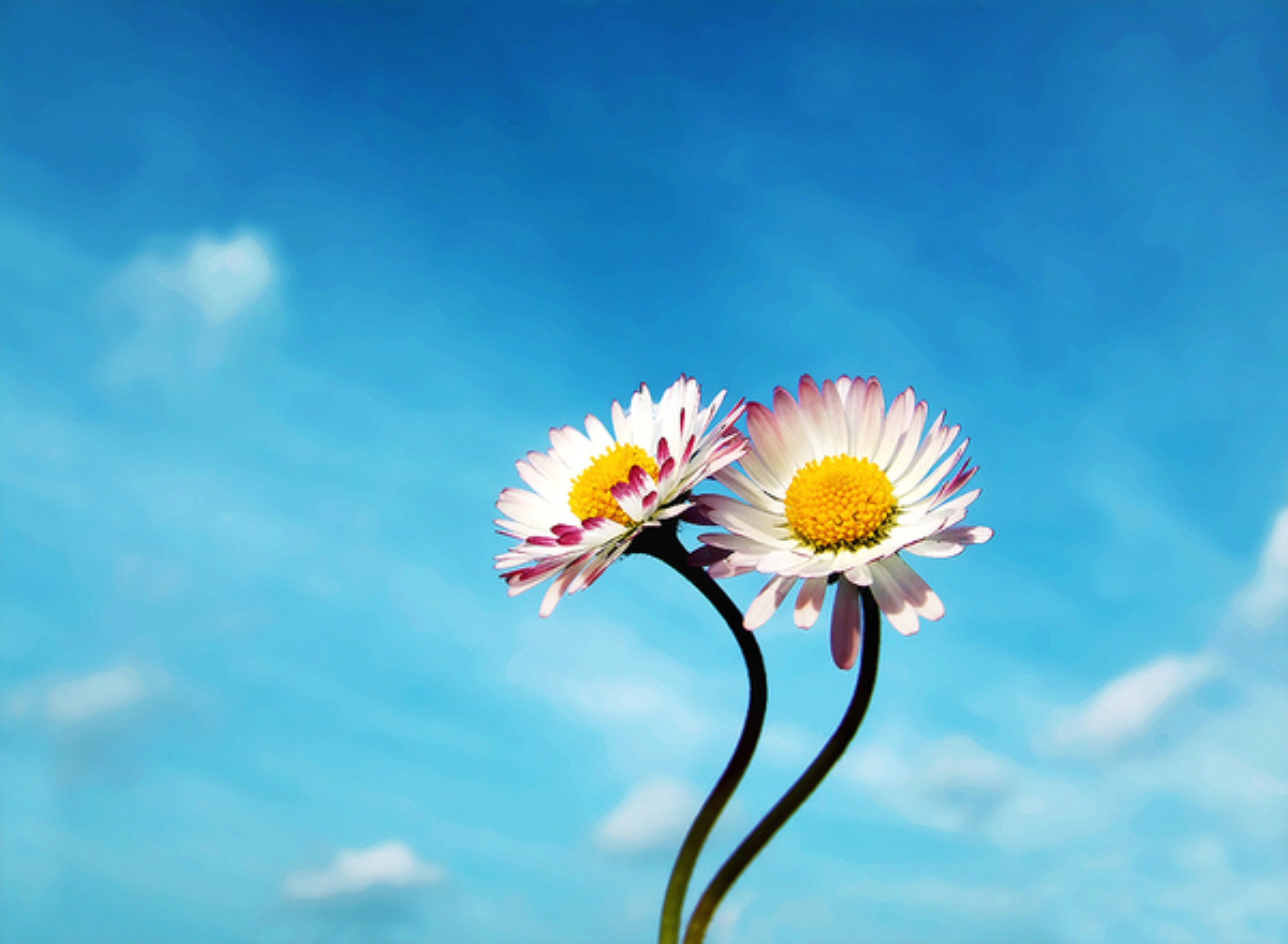 Very Nice Wallpapers - Sky Blue Beautiful Flowers - HD Wallpaper 