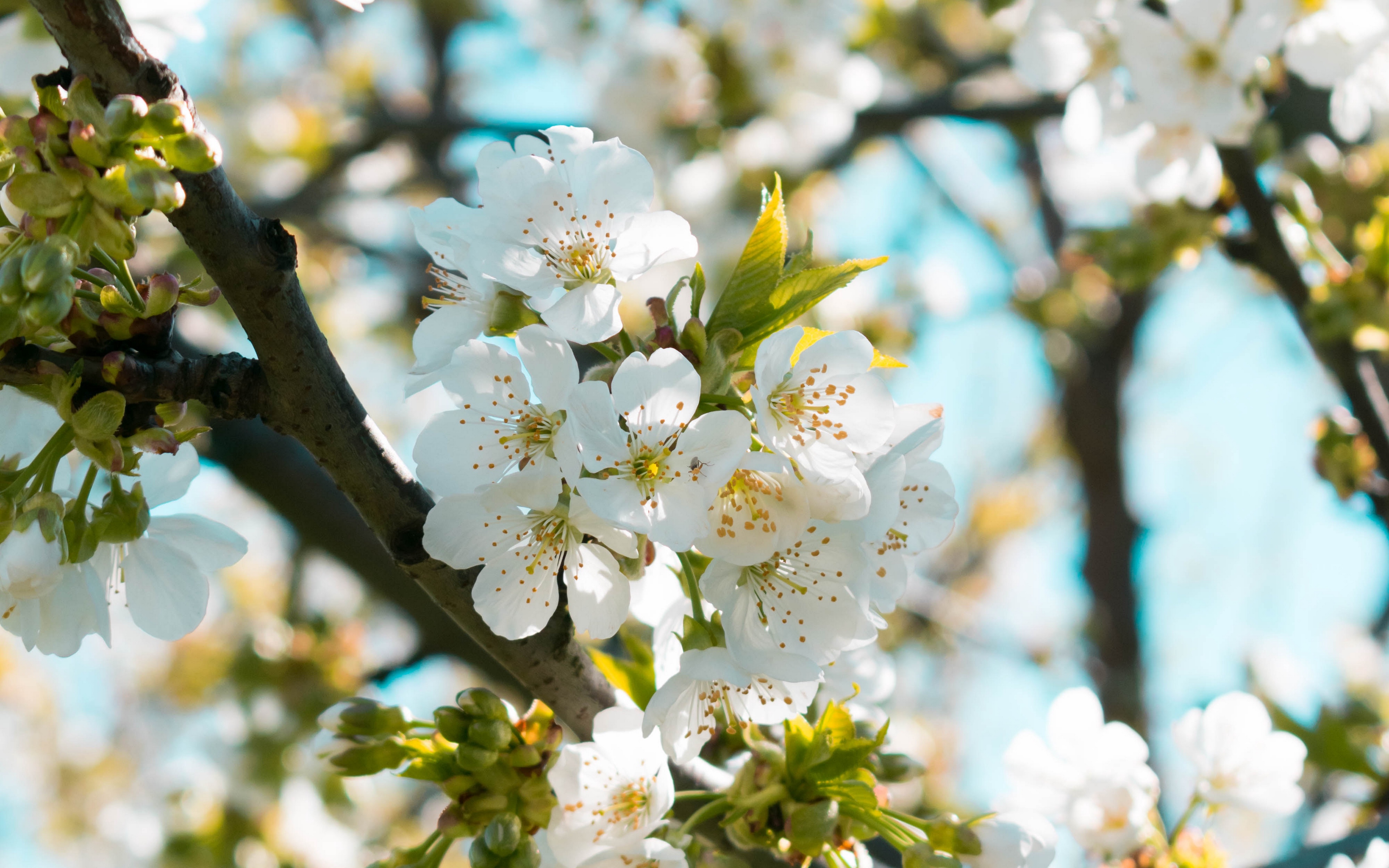 Spring Vibe - HD Wallpaper 