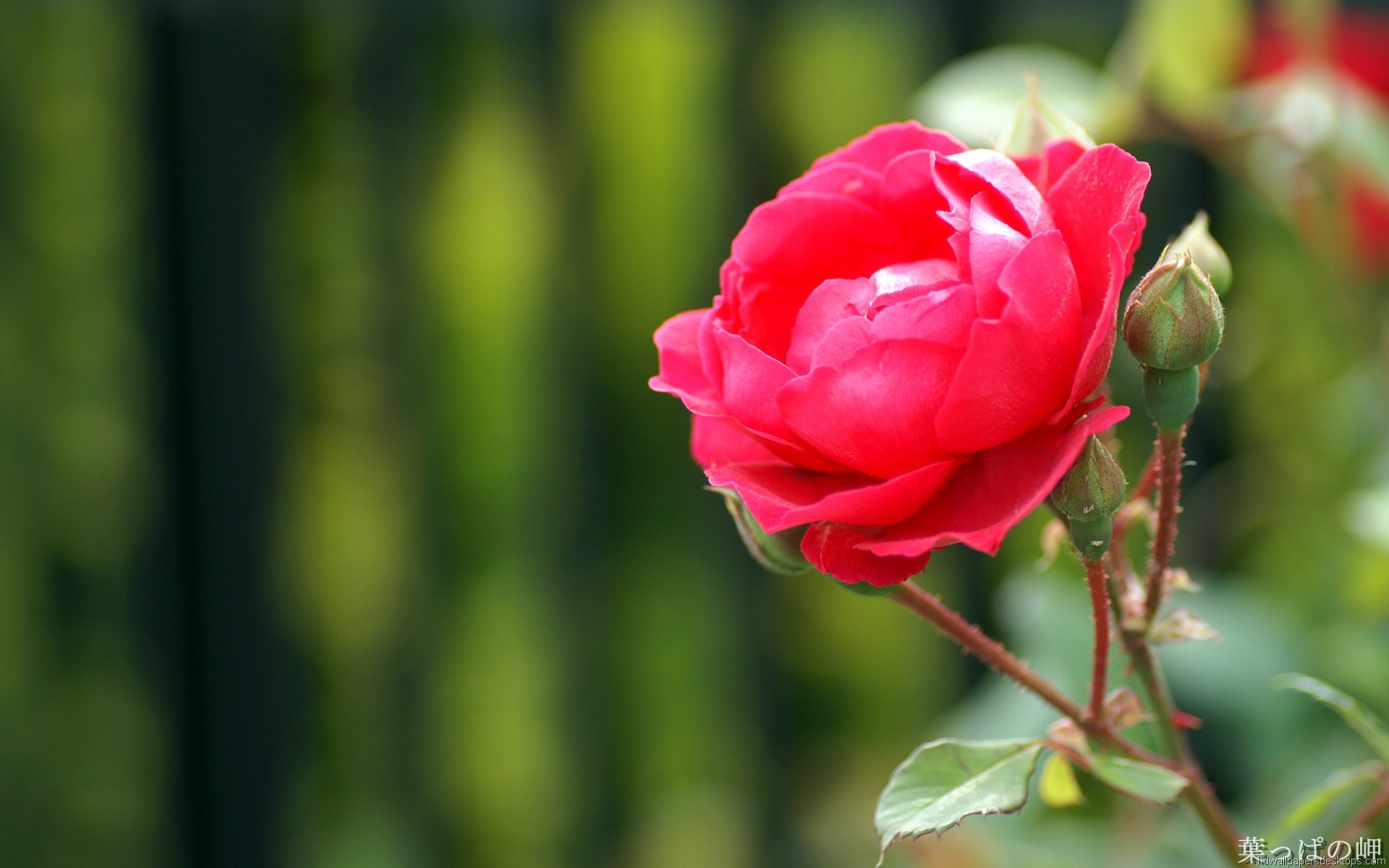 Good Morning Rose With Quotes - HD Wallpaper 
