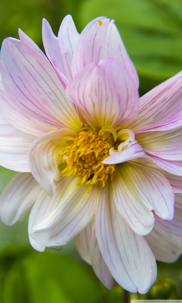 Mobile Phone - HD Wallpaper 