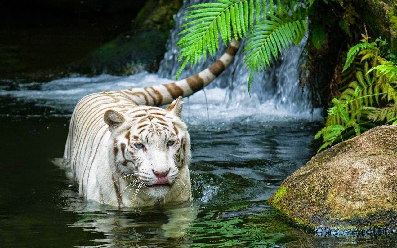 Singapore Zoo - HD Wallpaper 