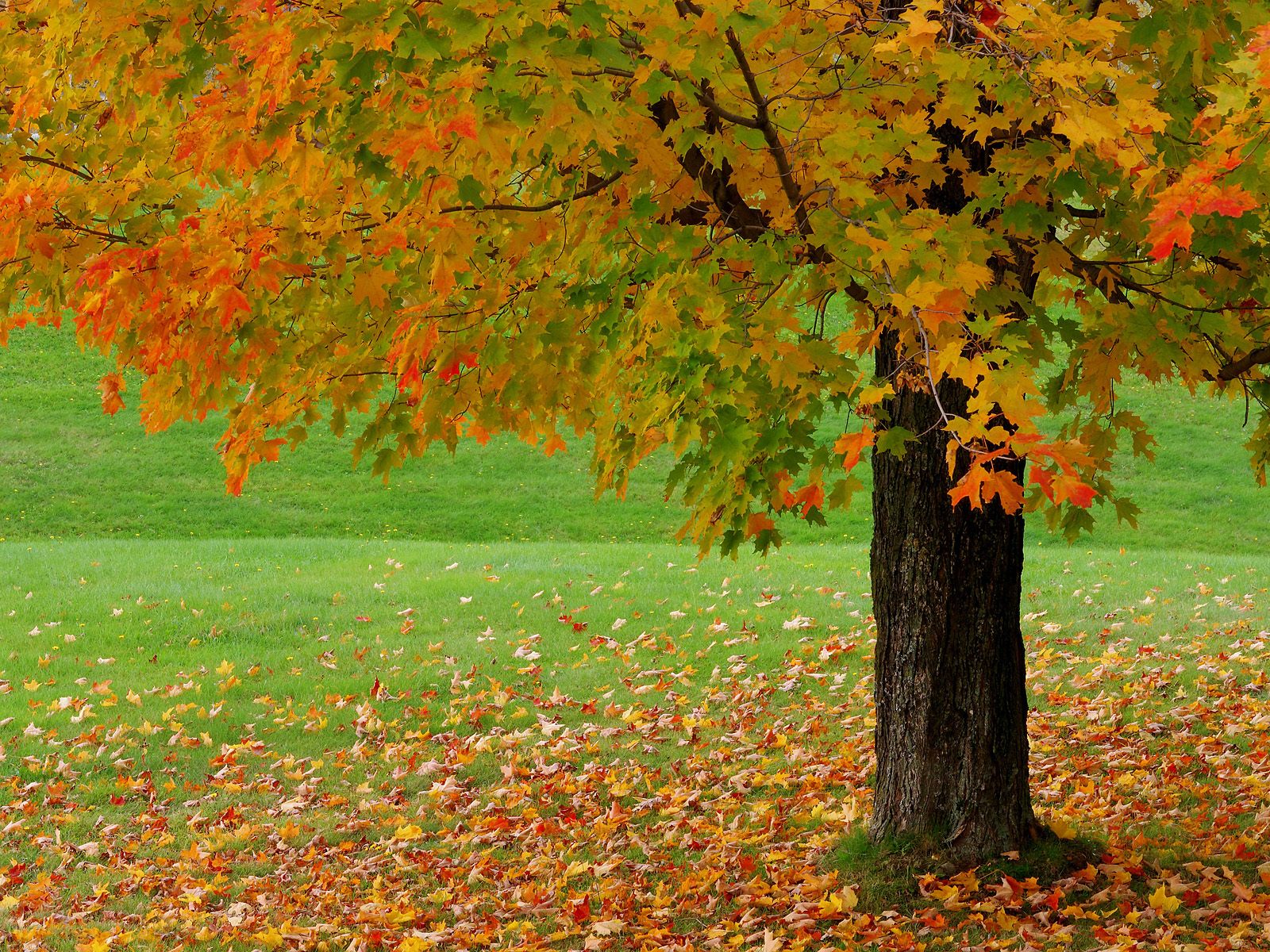 Beautiful Autumn Season Wallpapers Hd - Nature With Tree Background - HD Wallpaper 