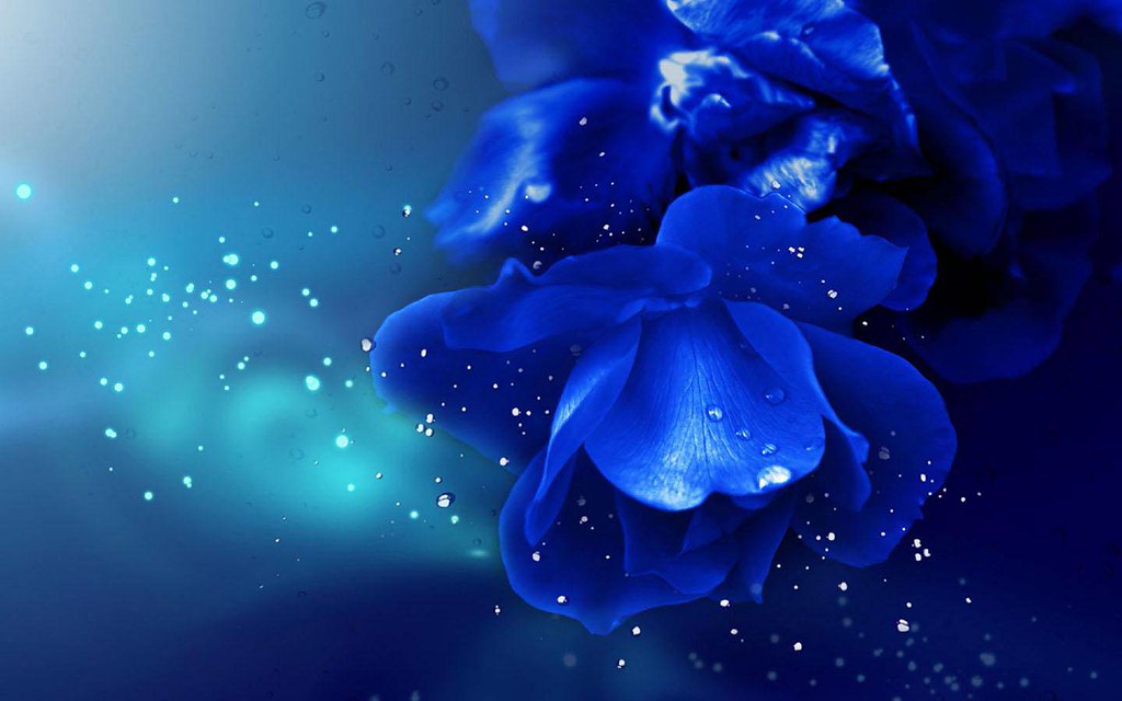 Desktop Background Blue Rose - HD Wallpaper 