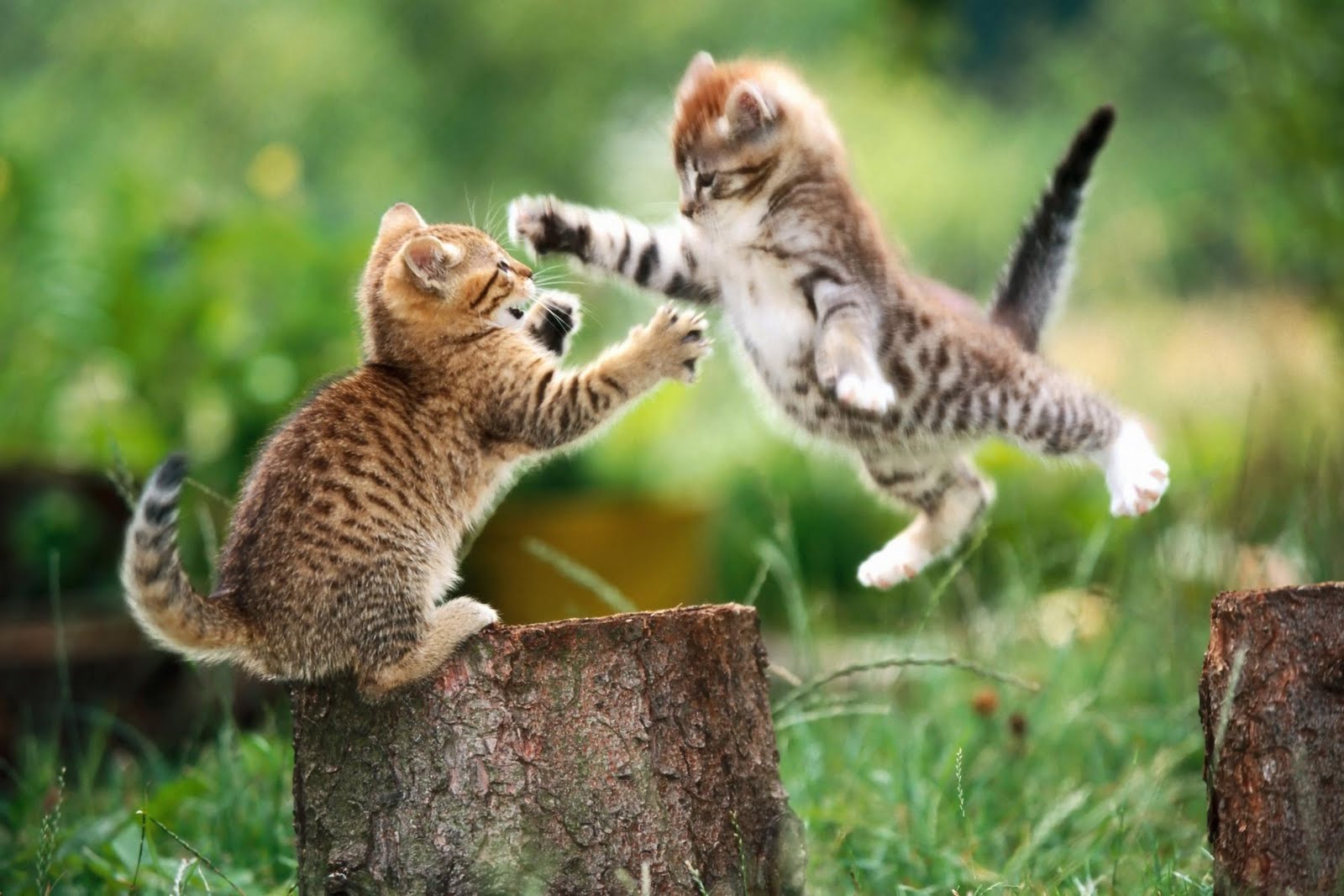 Very Wallpapers Id - HD Wallpaper 
