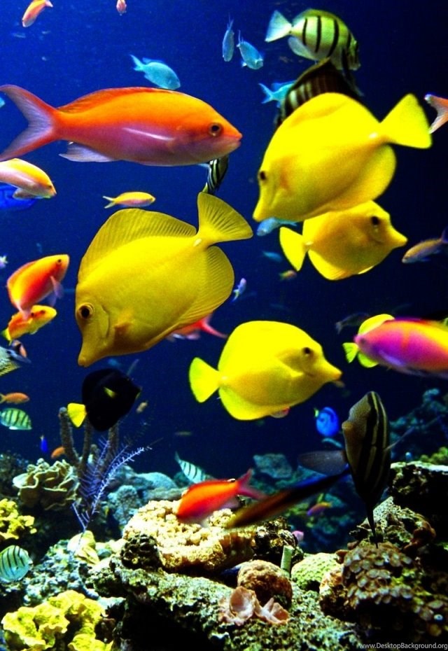 Very Nice Iphone Fish Wallpapers ~ Wallpapers & Pictures - Iphone Fishes Wallpaper Hd - HD Wallpaper 
