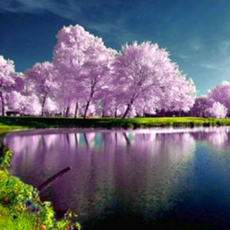 Spring Nature Desktop Wallpaper - High Resolution Nature Desktop Backgrounds - HD Wallpaper 