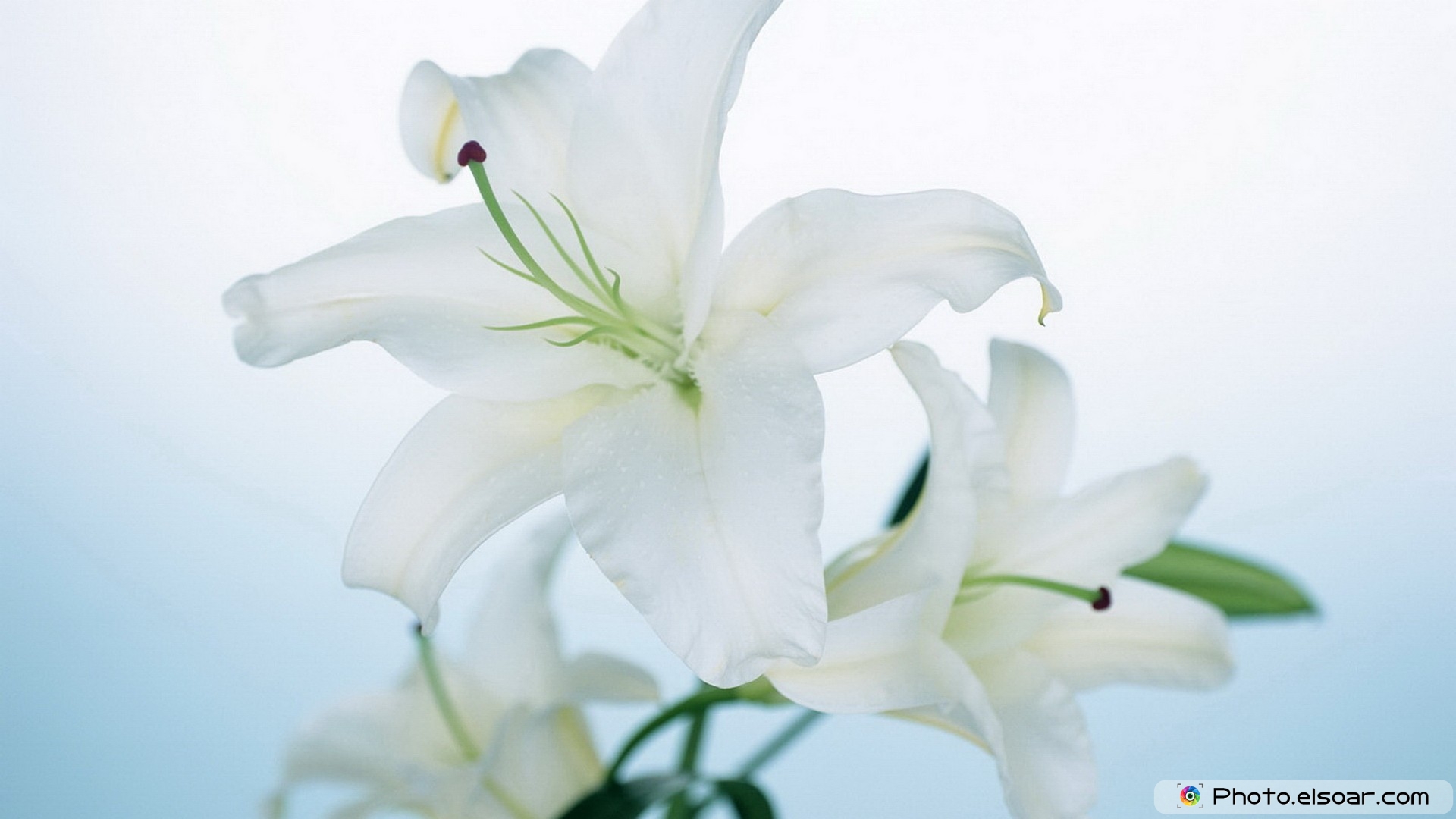 Lily Flowers Photos Download - HD Wallpaper 