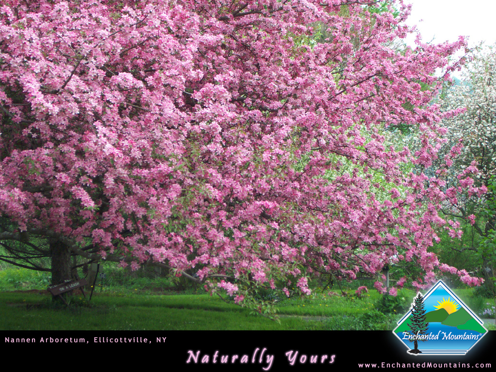 Image For Wp Em Spring - Nannen Arboretum - HD Wallpaper 