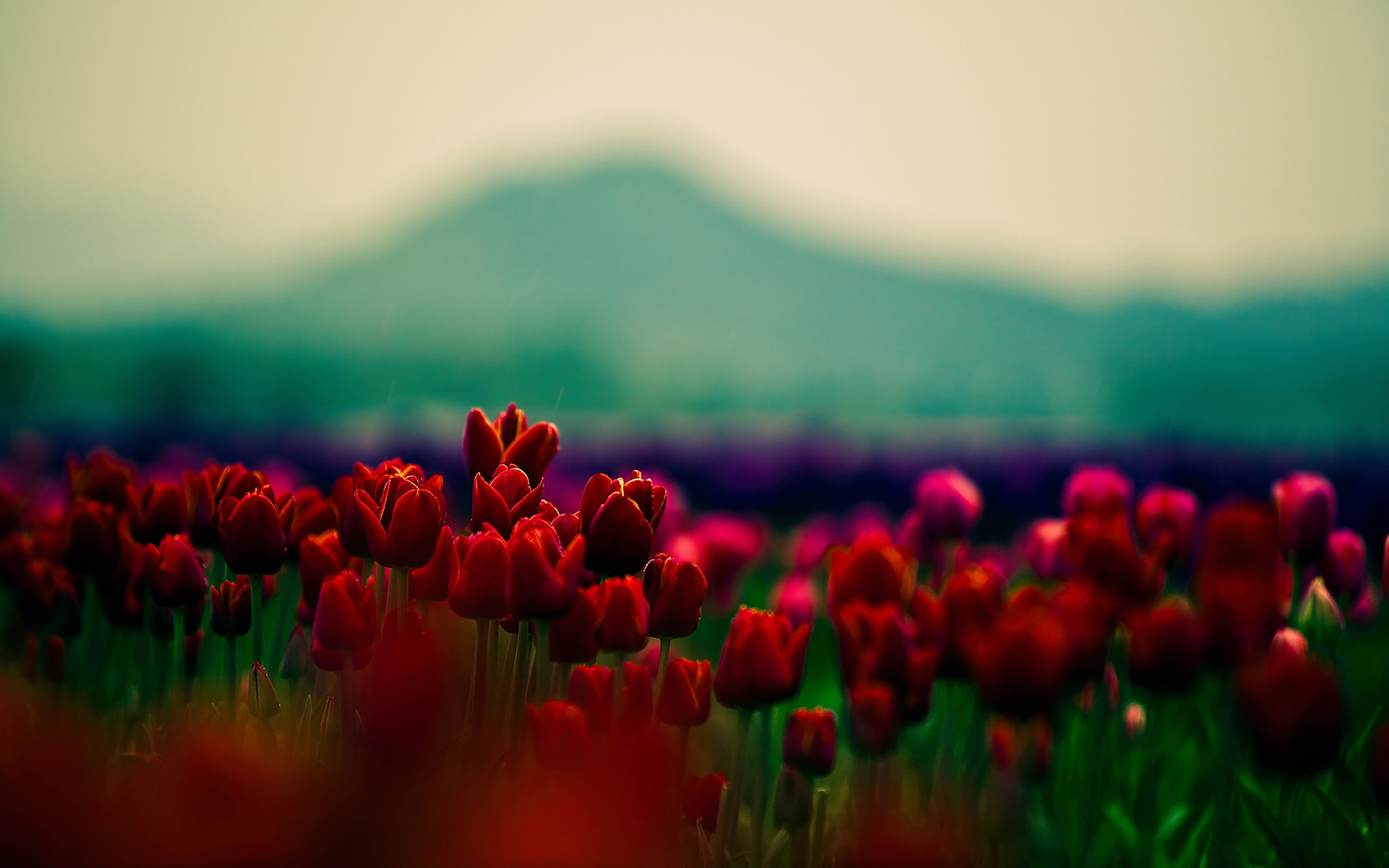 High Resolution Flowers Hd Backgrounds - Hd Wallpapers Red Flowers - HD Wallpaper 