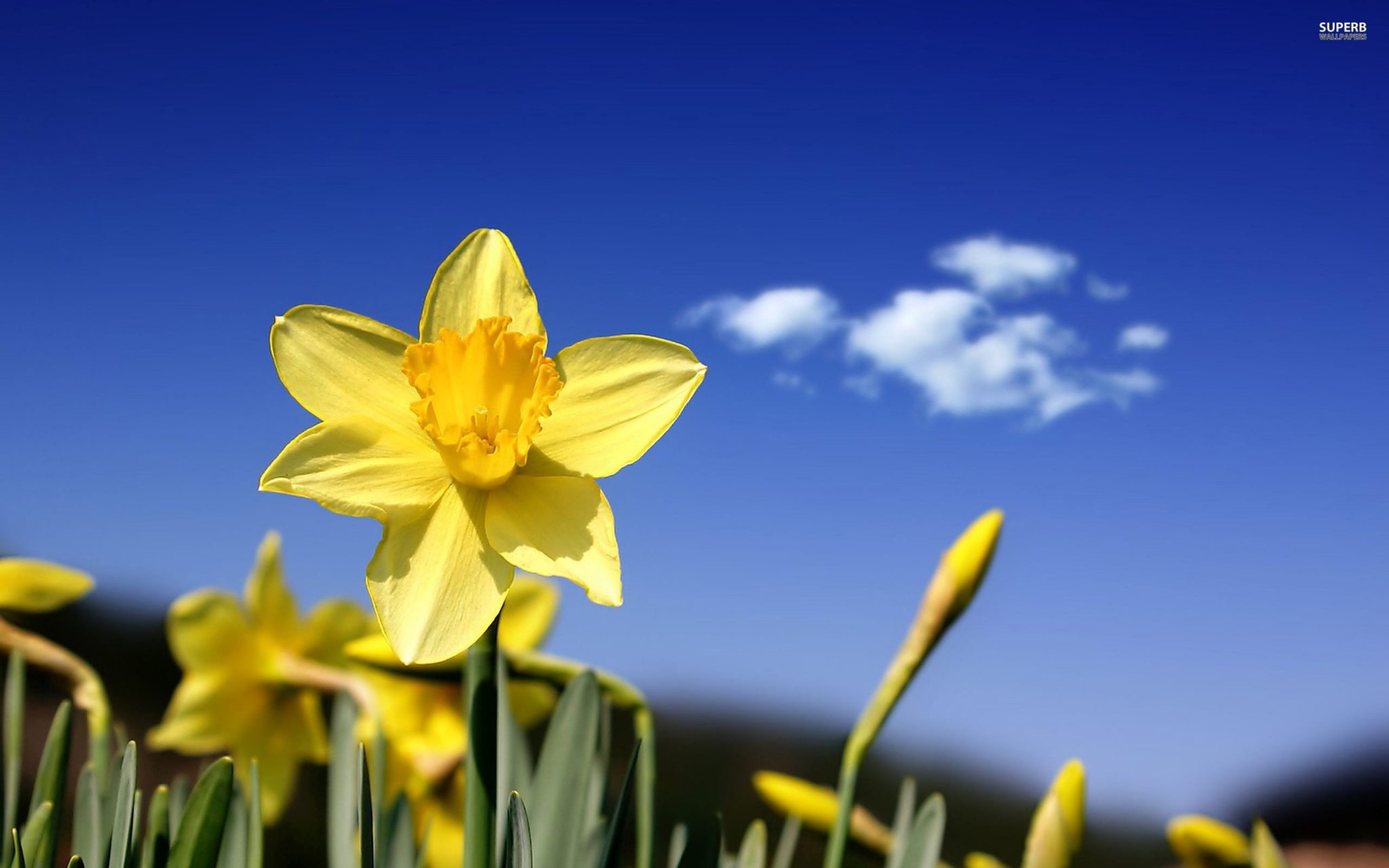 Daffodil Wallpaper Hd - HD Wallpaper 