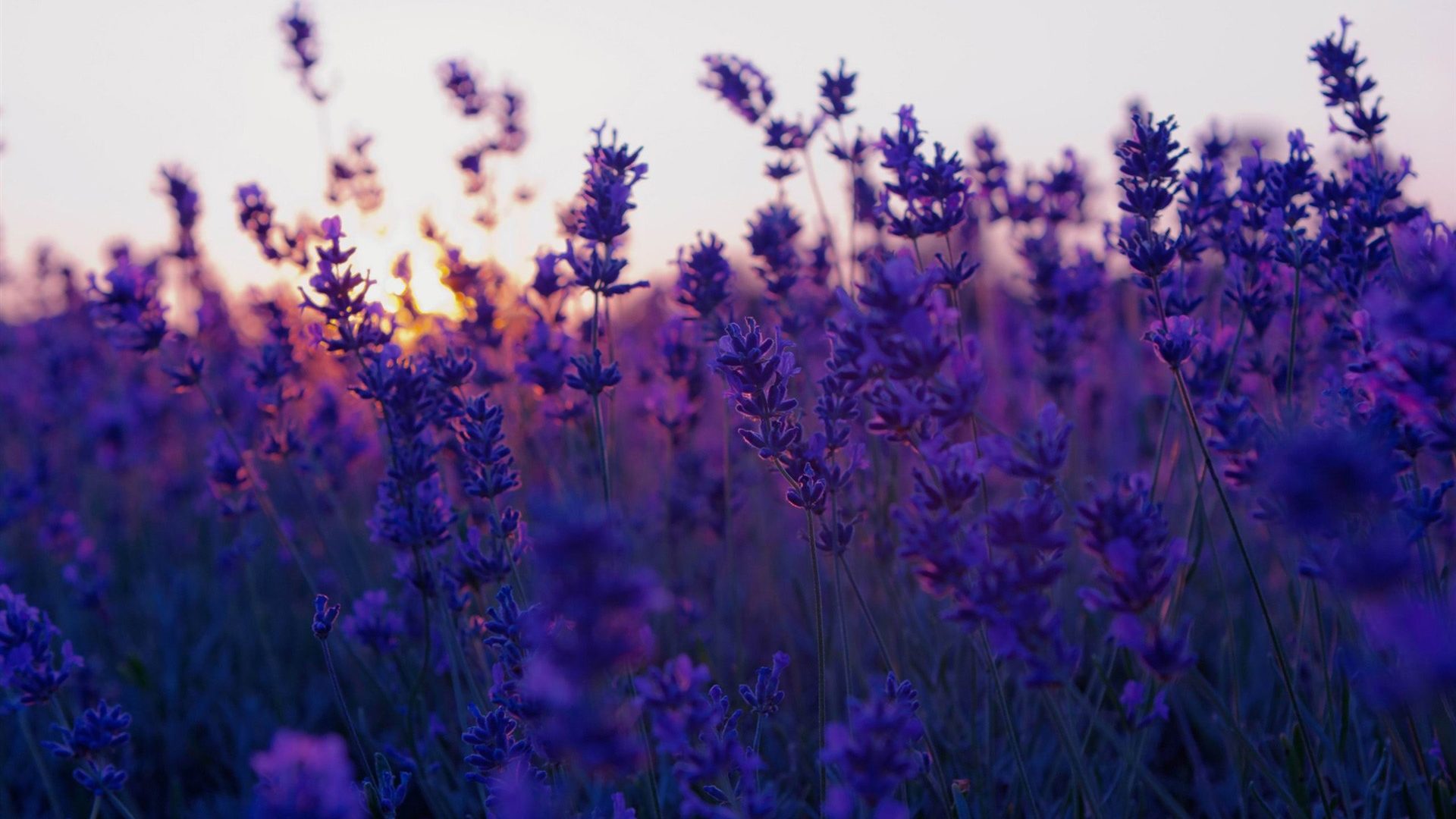 Lavender Backgrounds - HD Wallpaper 